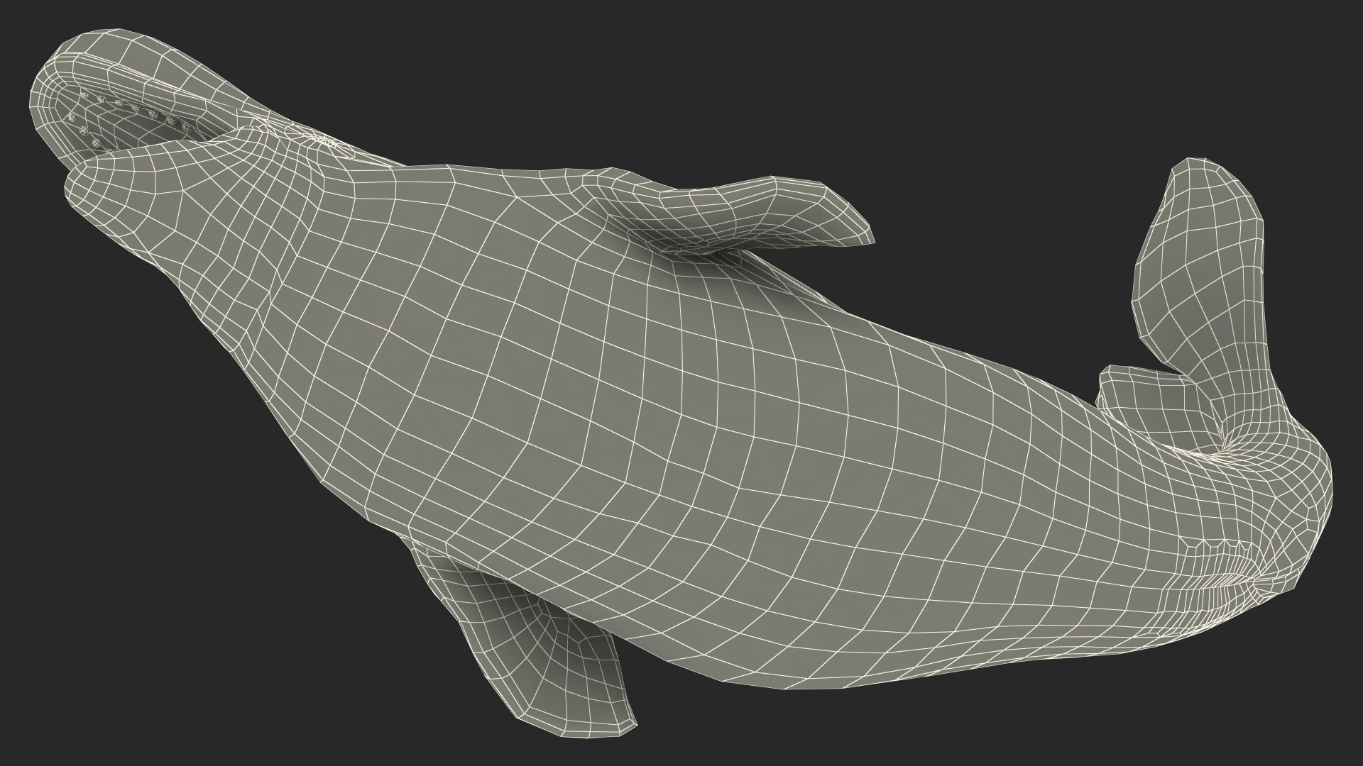 3D Beluga Whale Adult Playful Pose
