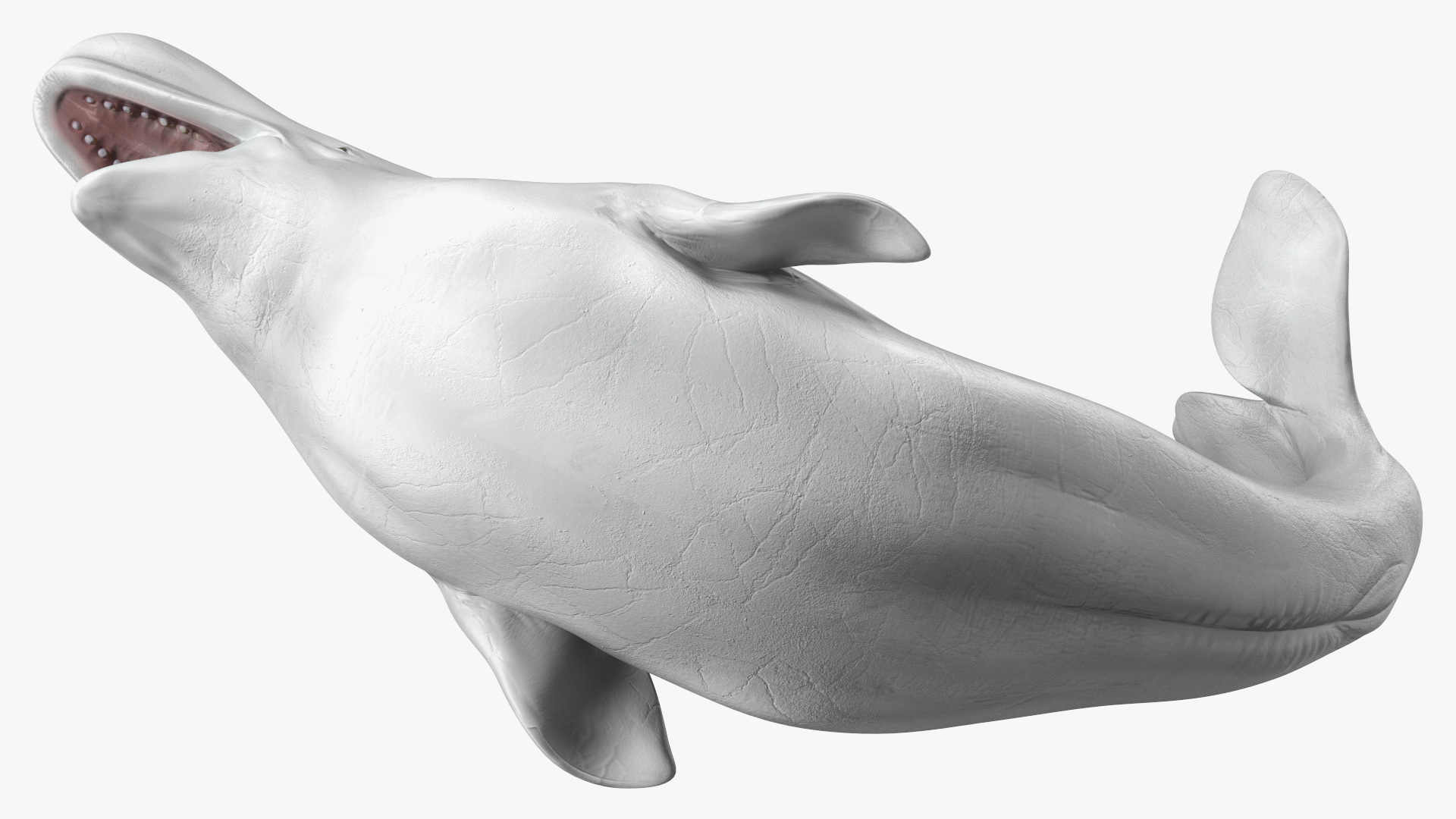 3D Beluga Whale Adult Playful Pose