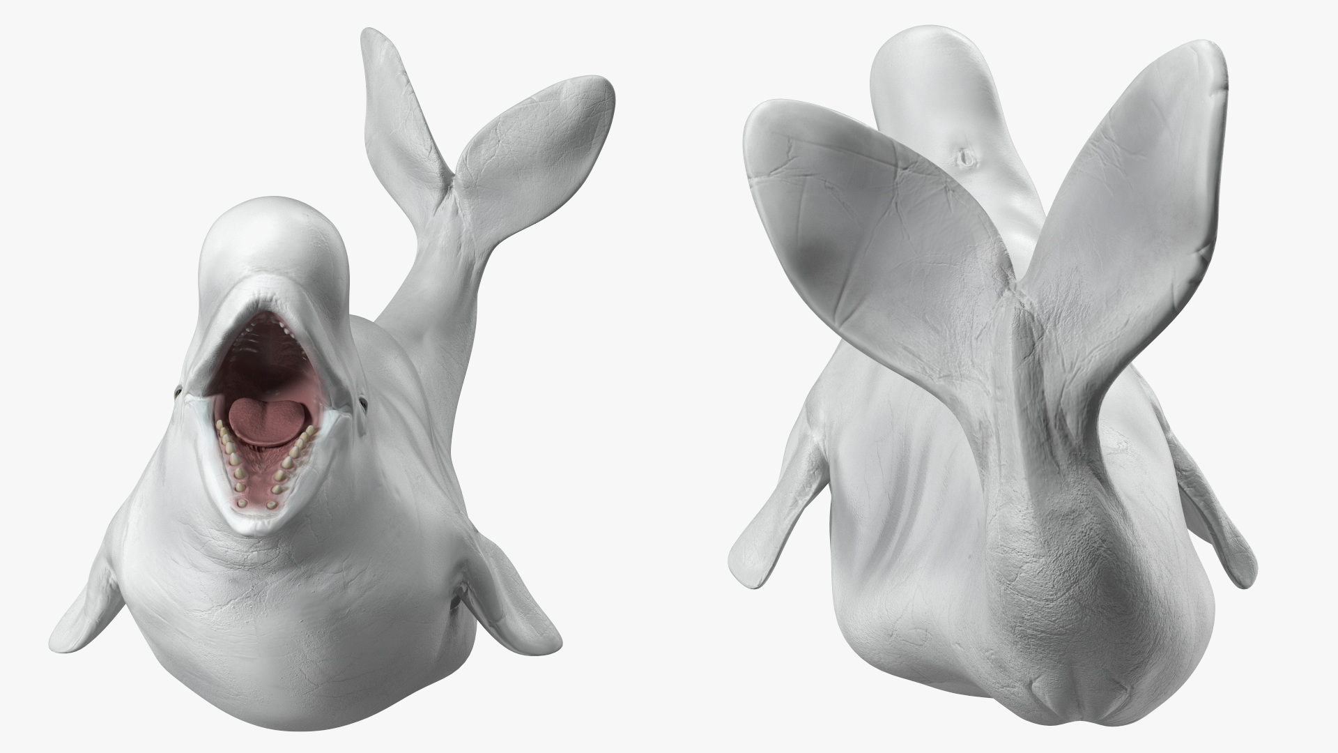 3D Beluga Whale Adult Playful Pose