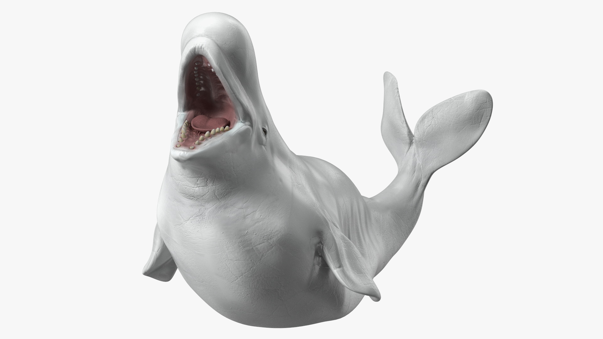 3D Beluga Whale Adult Playful Pose