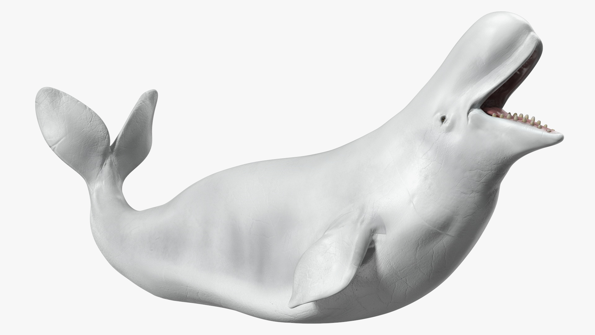 3D Beluga Whale Adult Playful Pose