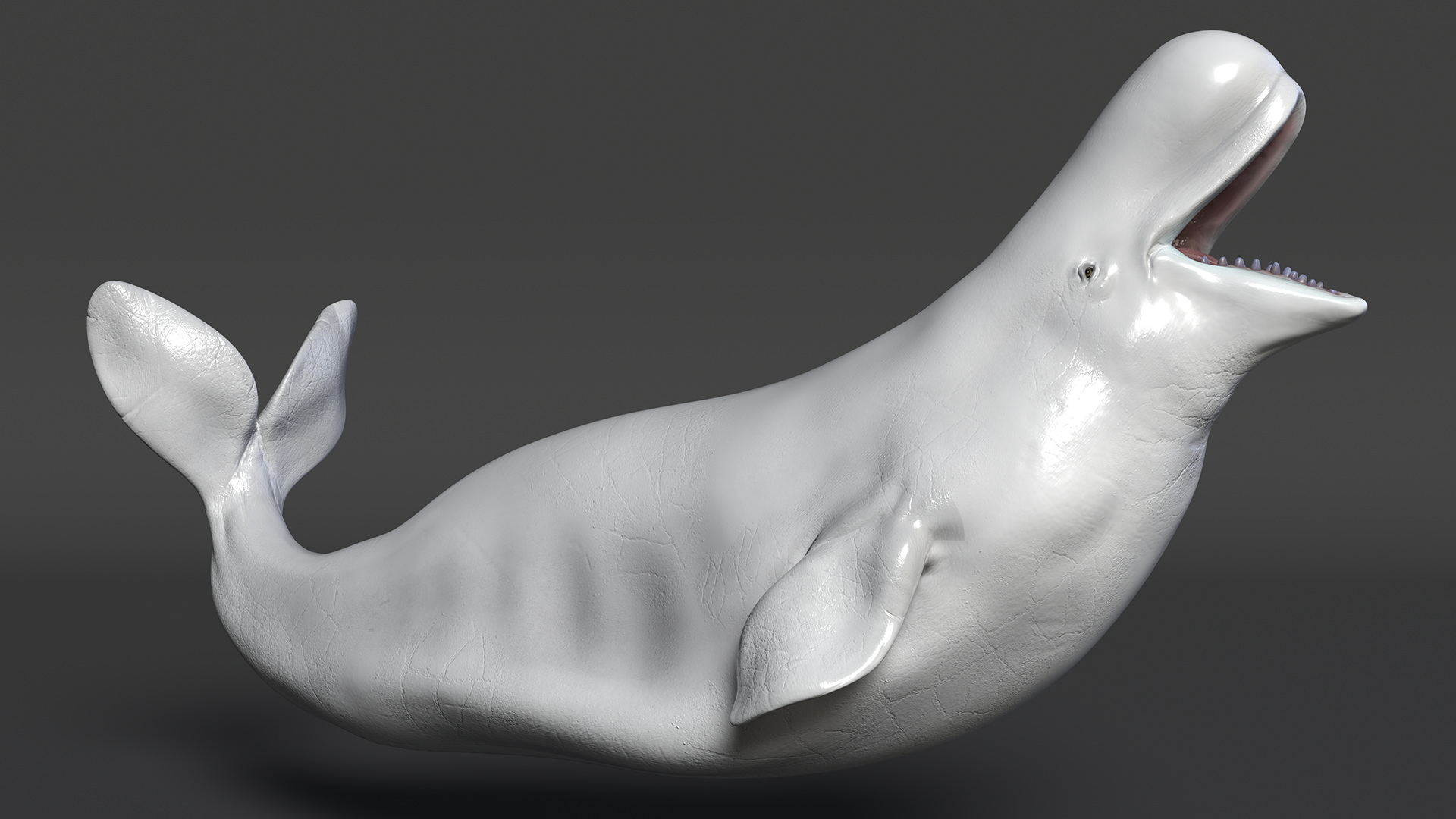 3D Beluga Whale Adult Playful Pose