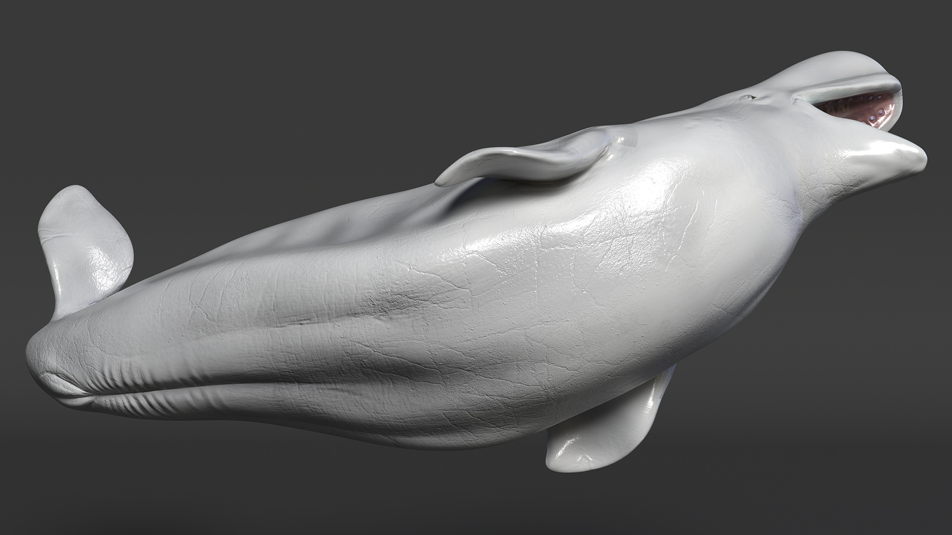 3D Beluga Whale Adult Playful Pose