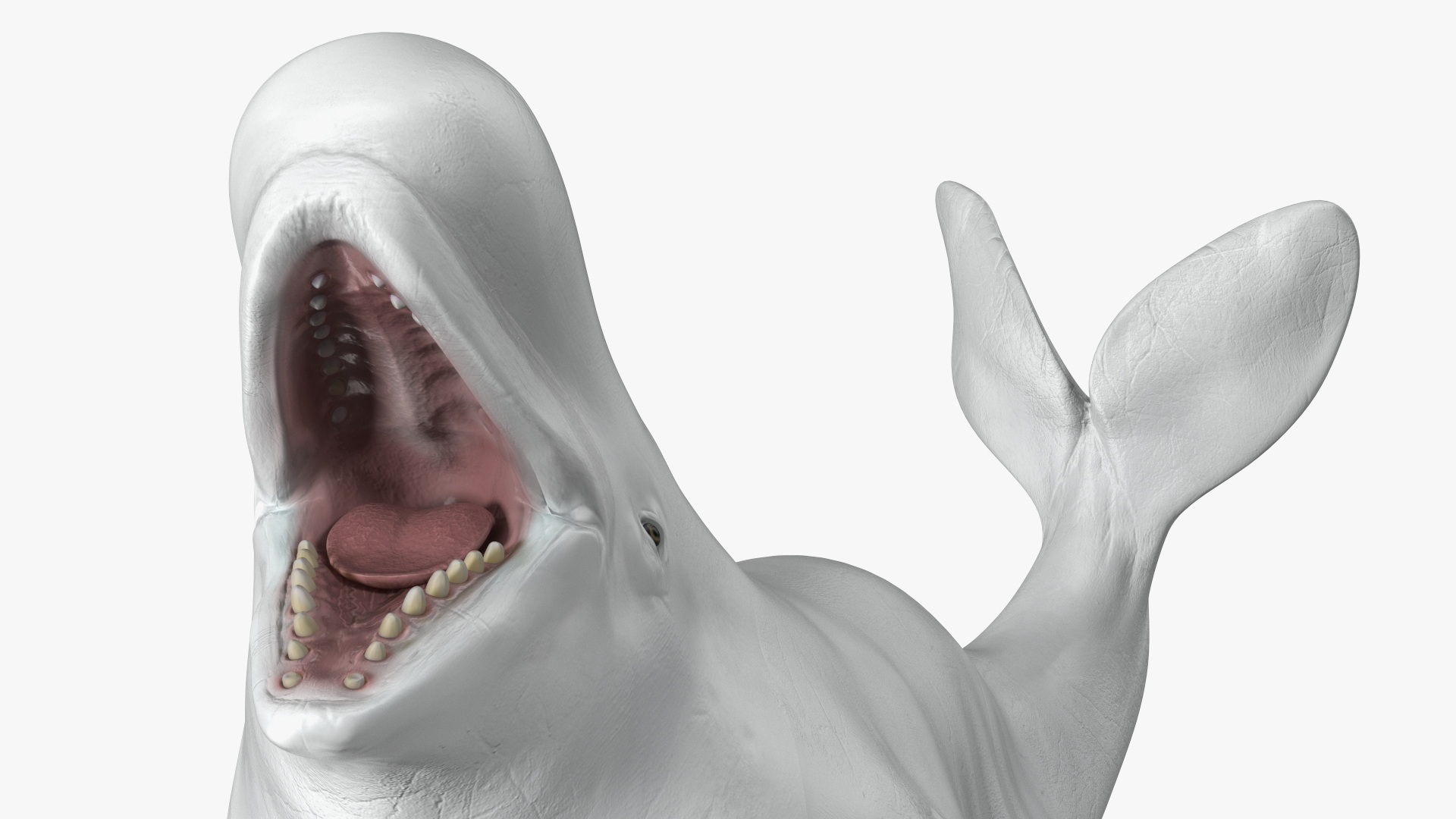 3D Beluga Whale Adult Playful Pose