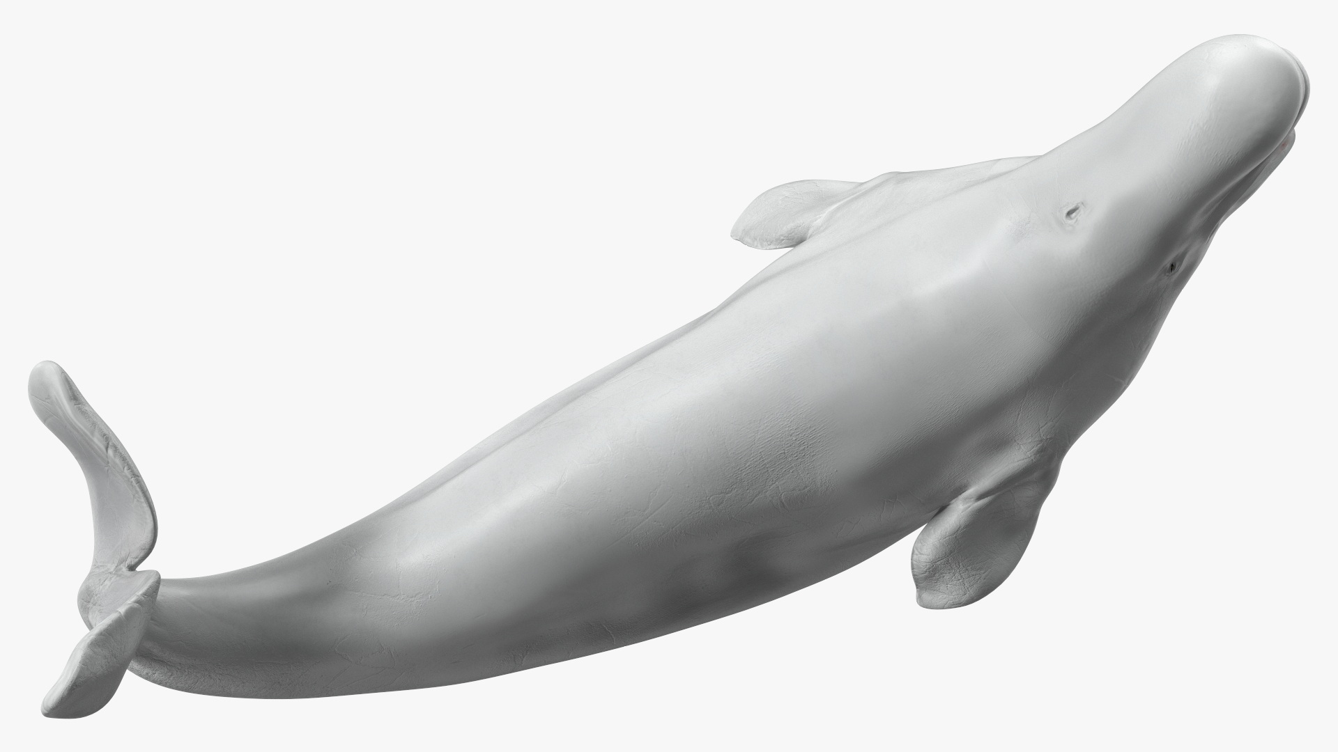 3D Beluga Whale Adult Playful Pose