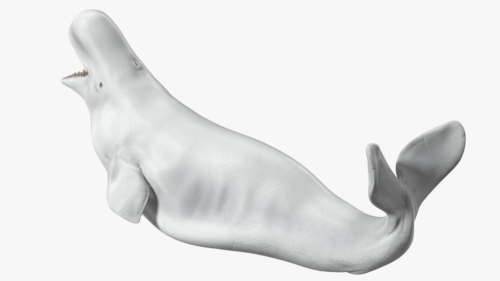 3D Beluga Whale Adult Playful Pose