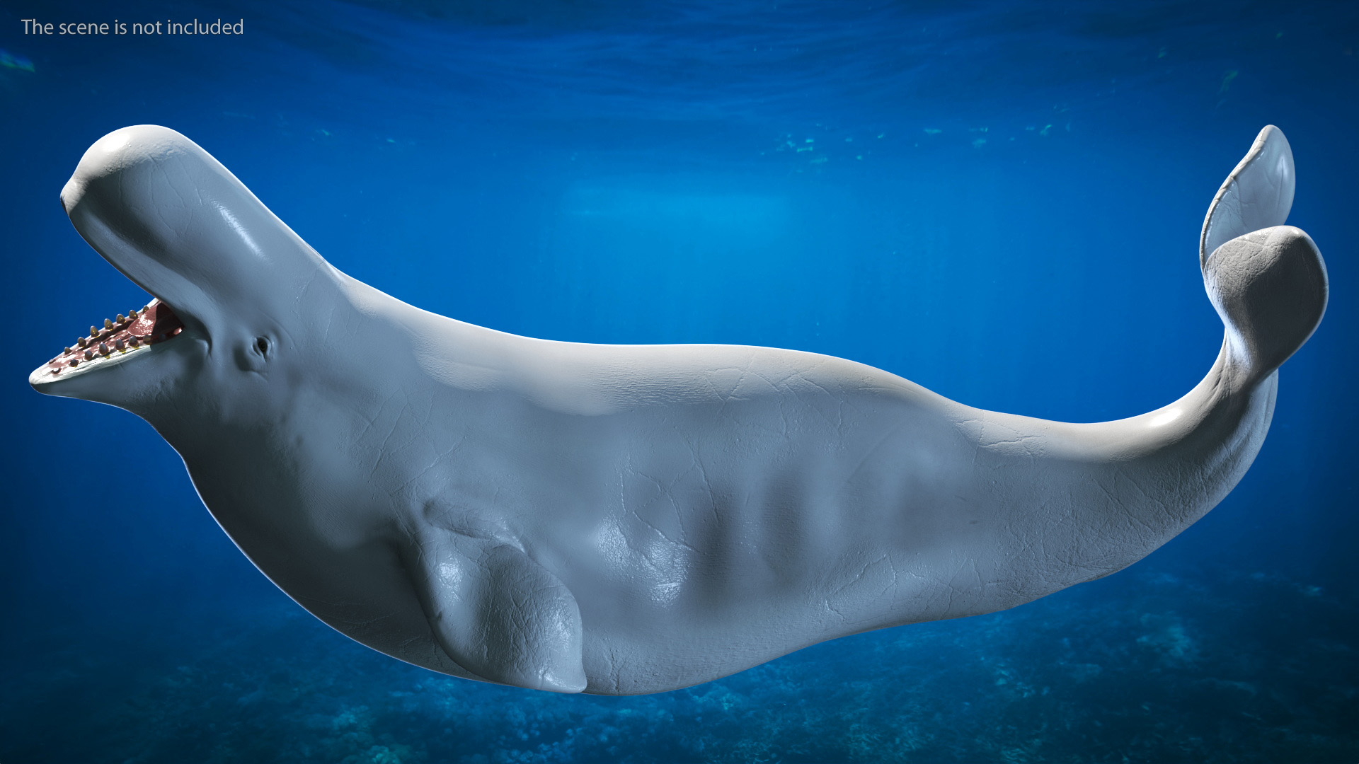3D Beluga Whale Adult Playful Pose