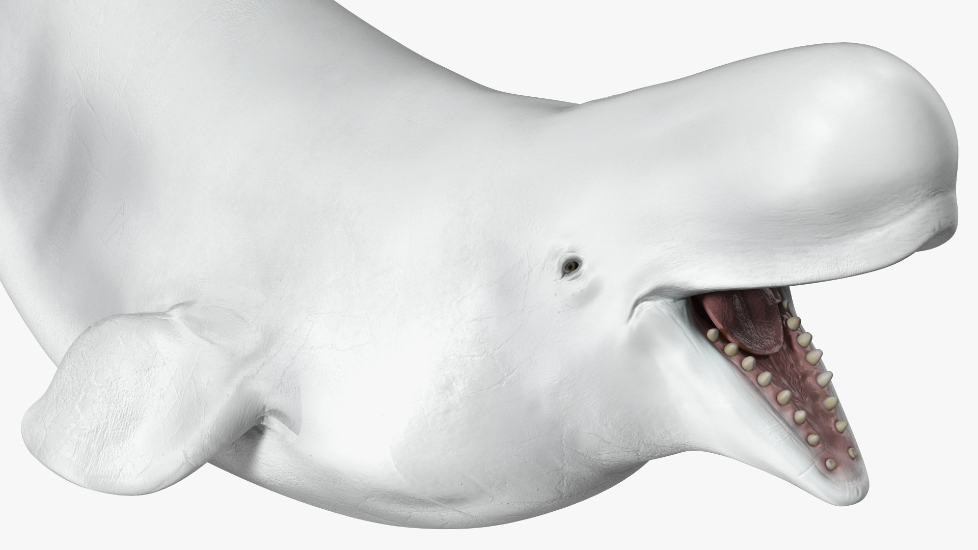 3D Beluga Whale Adult Playful Pose