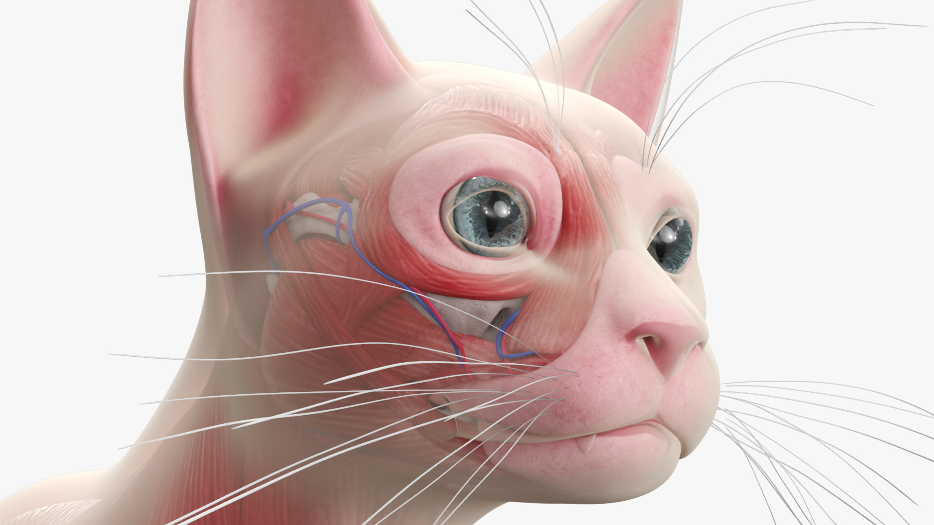 Cat Full Anatomy Body, view 3