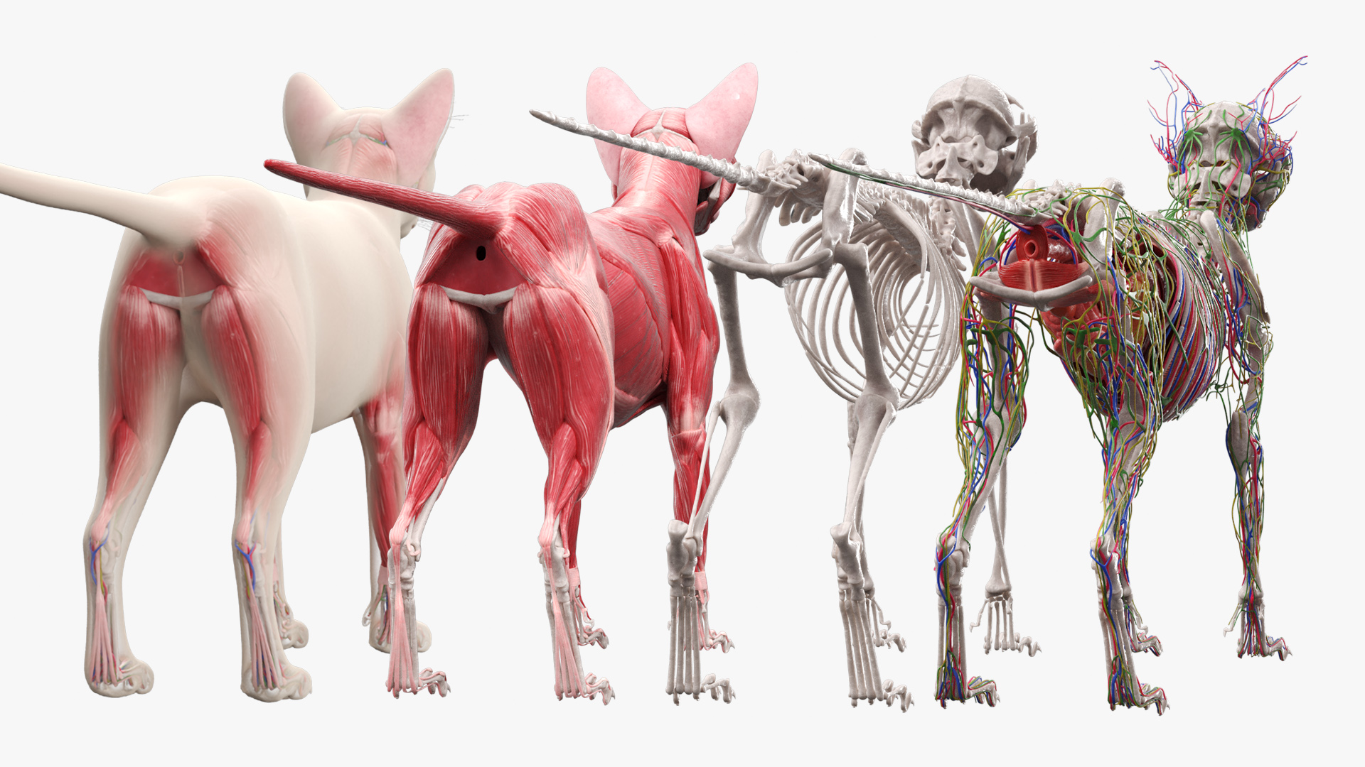 Cat Full Anatomy Body, view 9