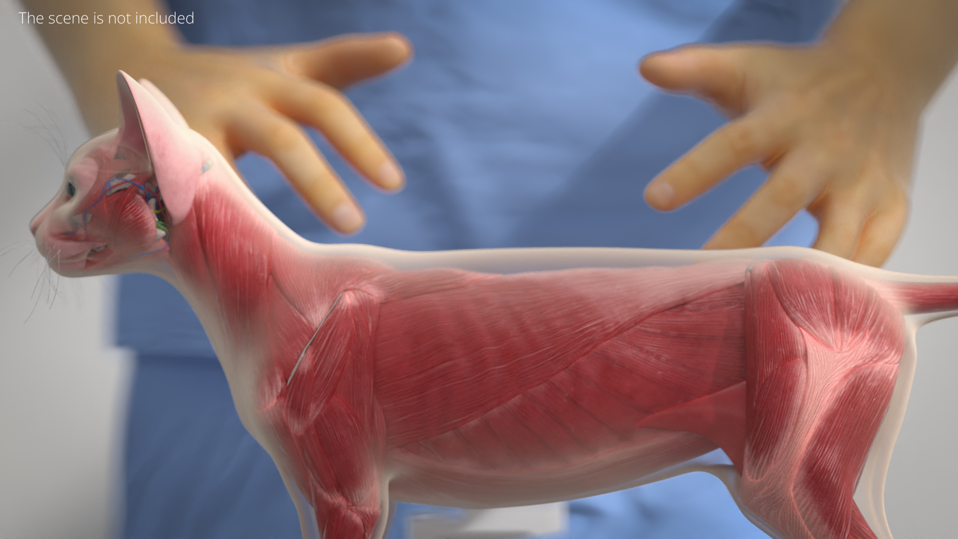 Cat Full Anatomy Body, view 4