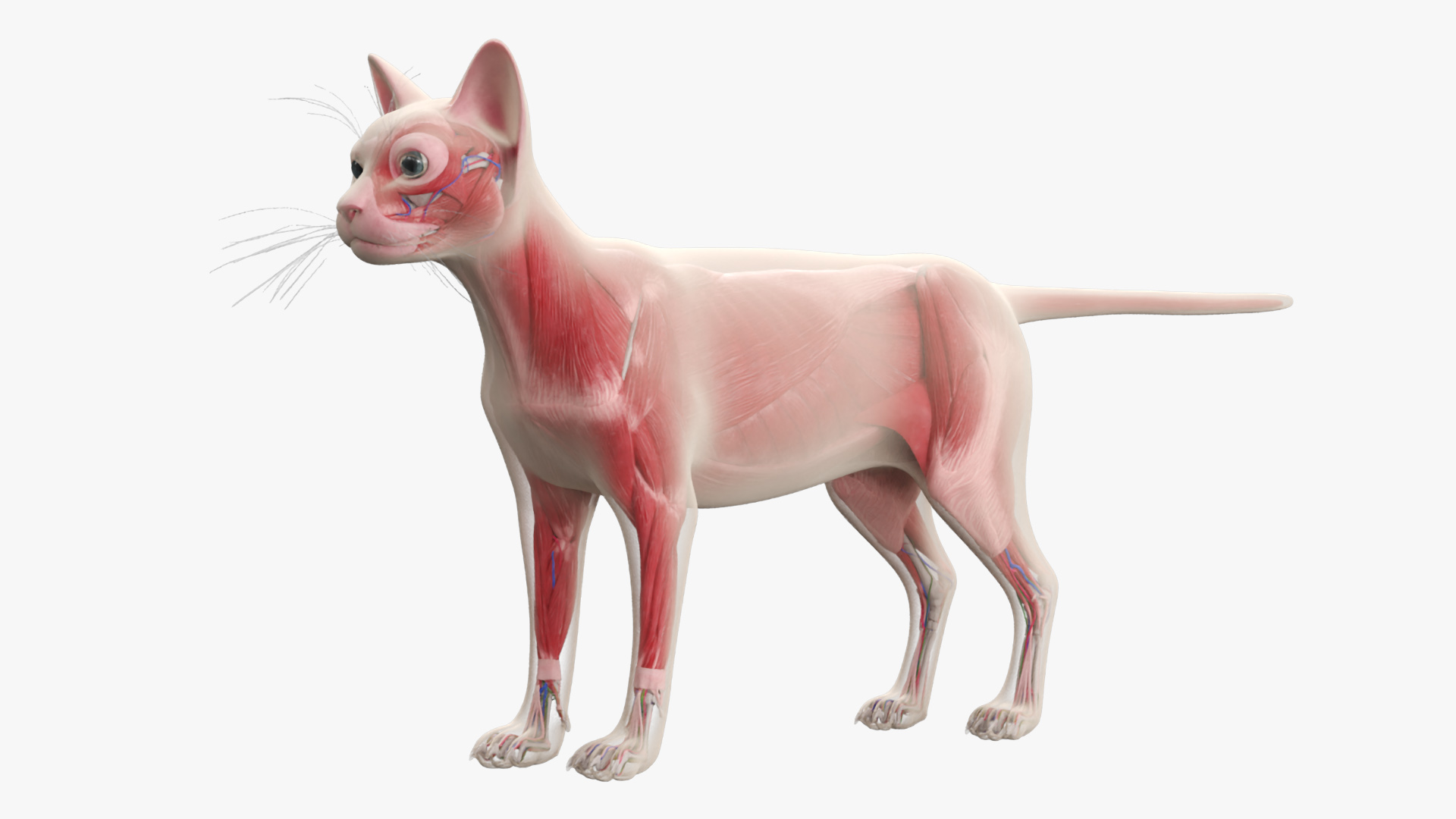 Cat Full Anatomy Body, view 7