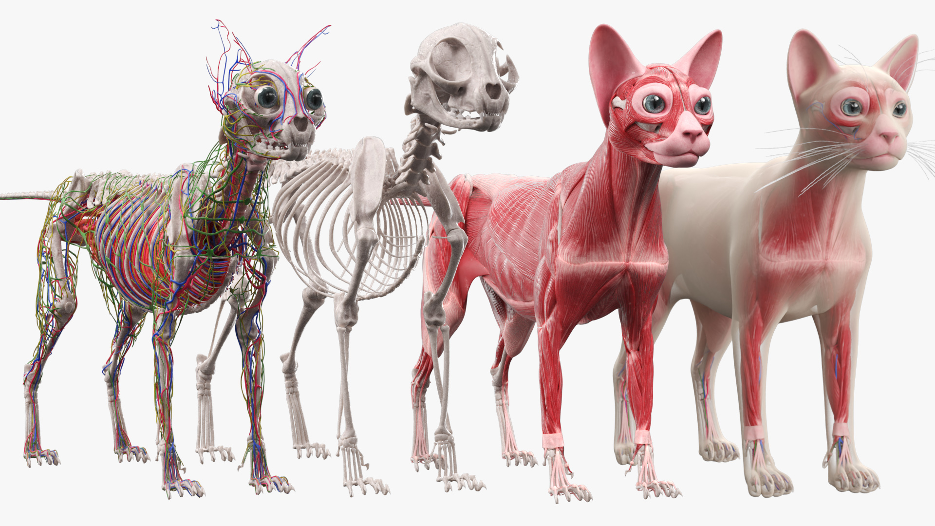 Cat Full Anatomy Body, view 8