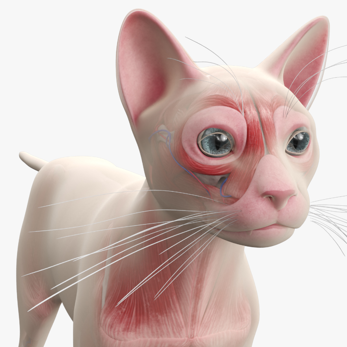 Cat Full Anatomy Body