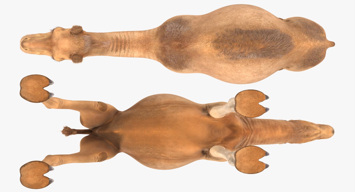 Camel 3D model