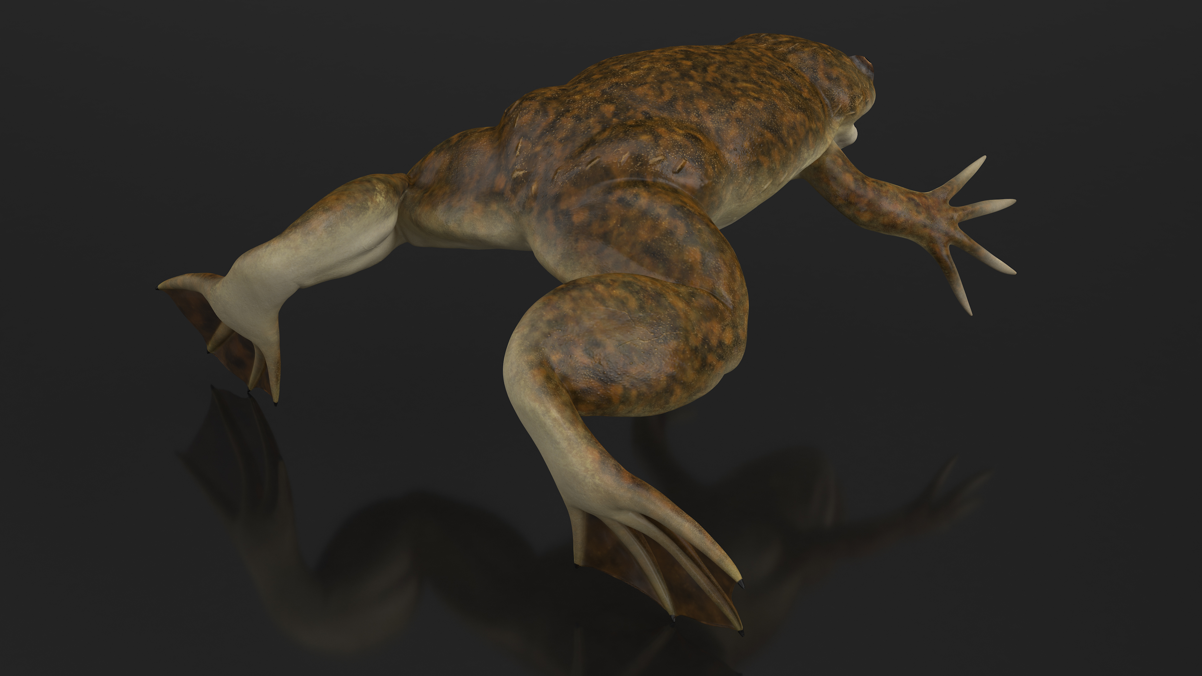 African Claw-toe Frog Rigged for Cinema 4D 3D