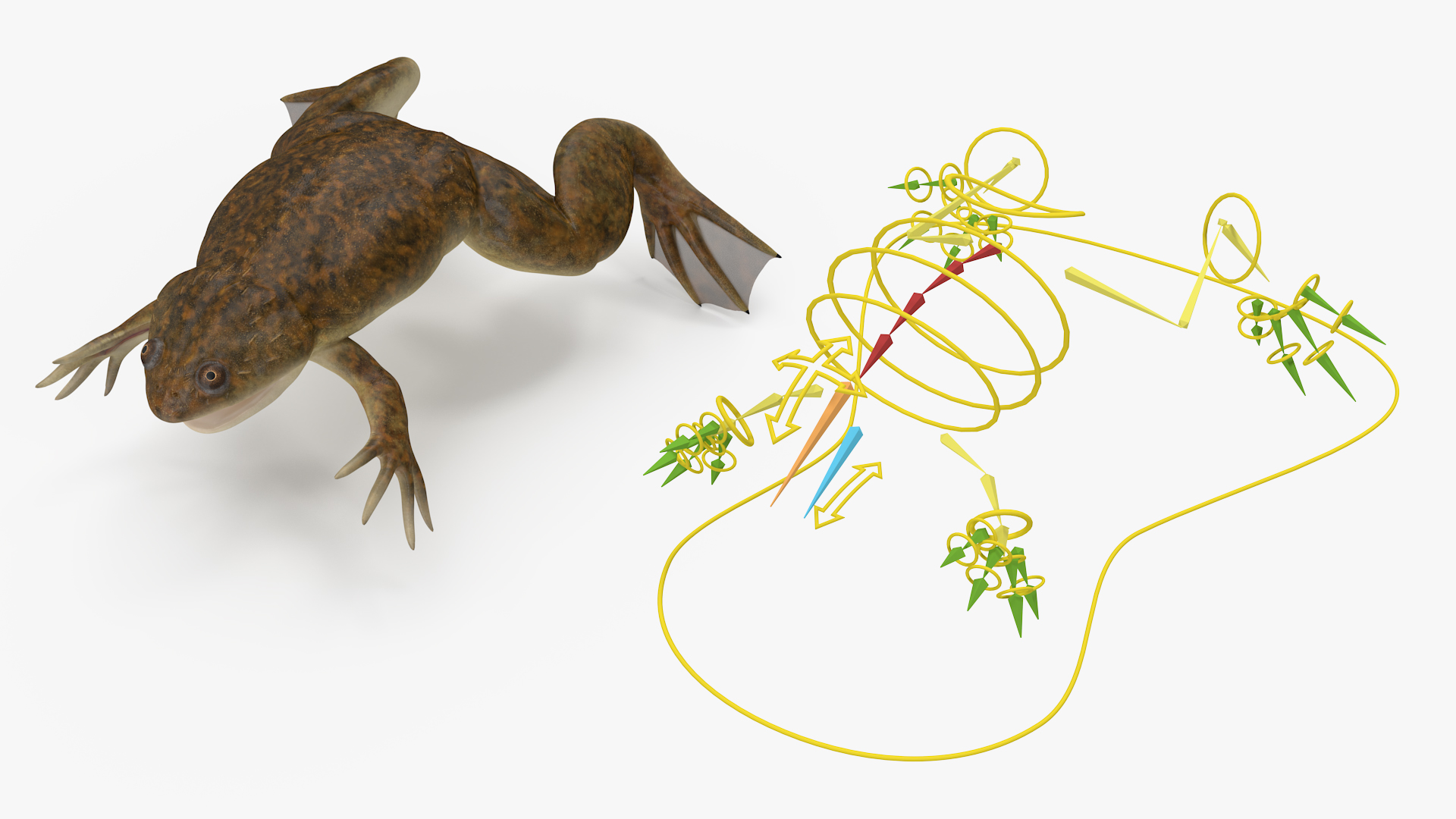 African Claw-toe Frog Rigged for Cinema 4D 3D
