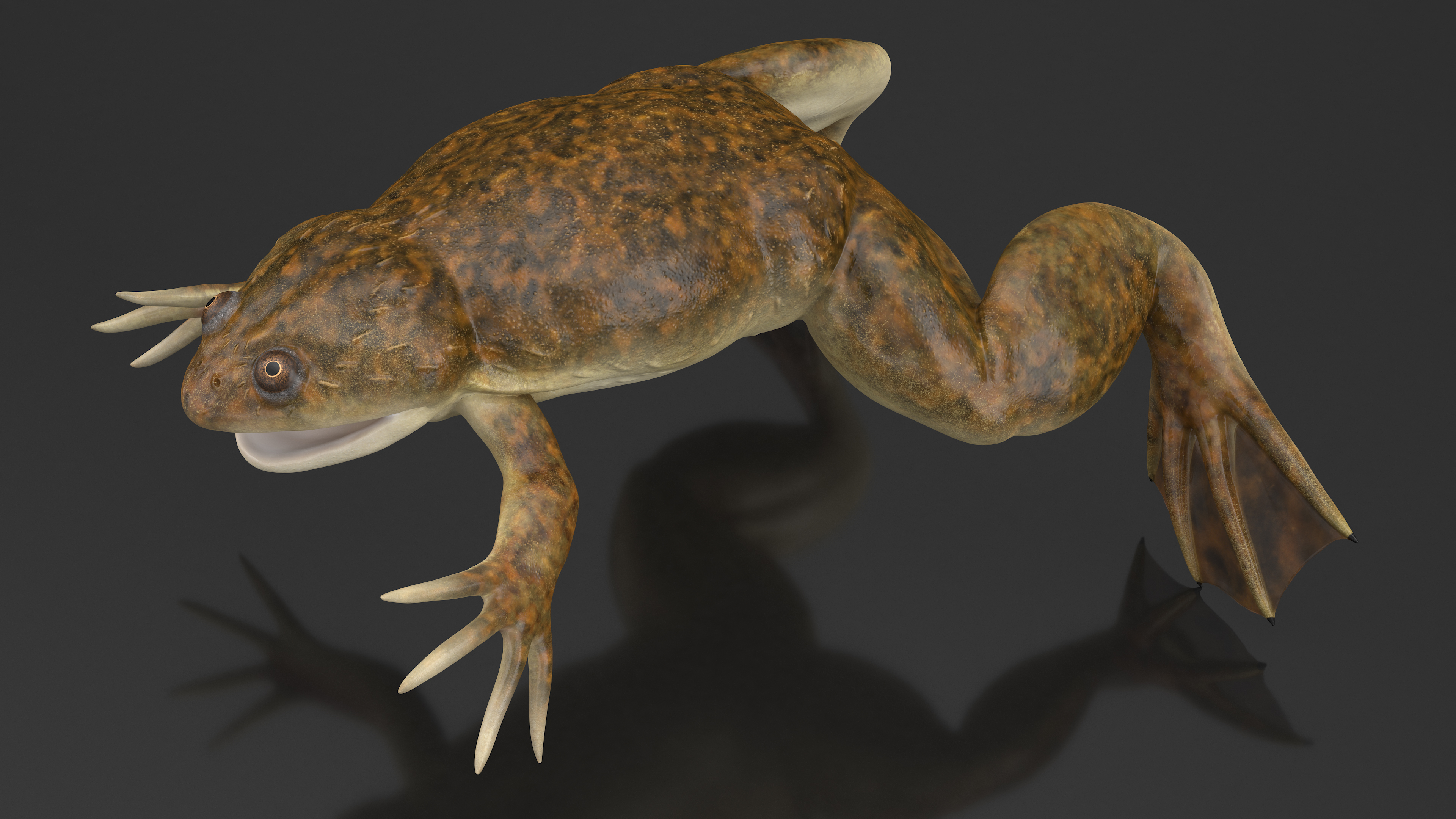 African Claw-toe Frog Rigged for Cinema 4D 3D