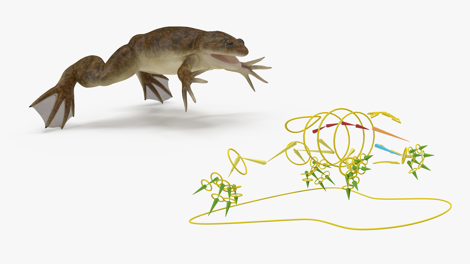 African Claw-toe Frog Rigged for Cinema 4D 3D