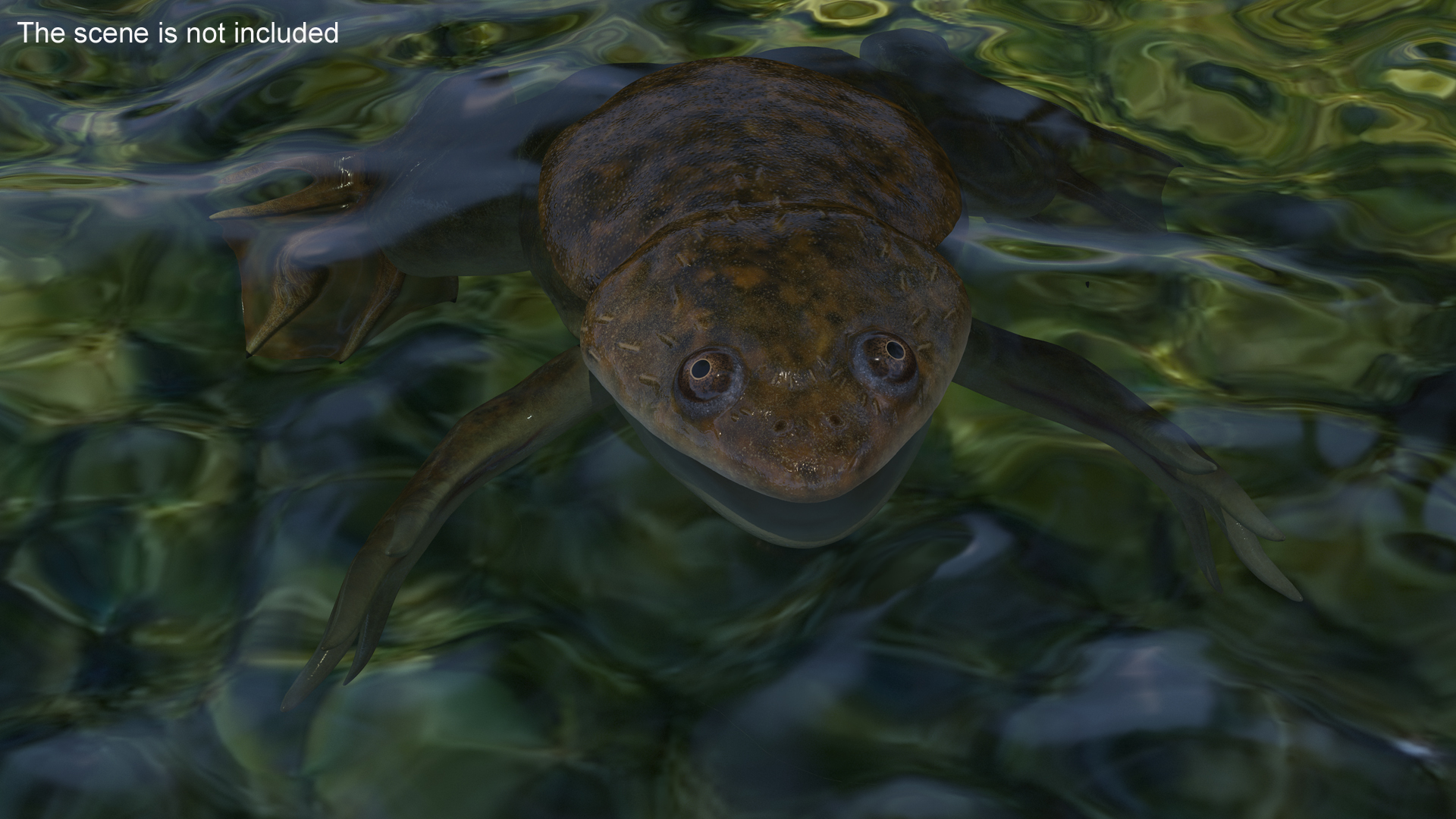 African Claw-toe Frog Rigged for Cinema 4D 3D