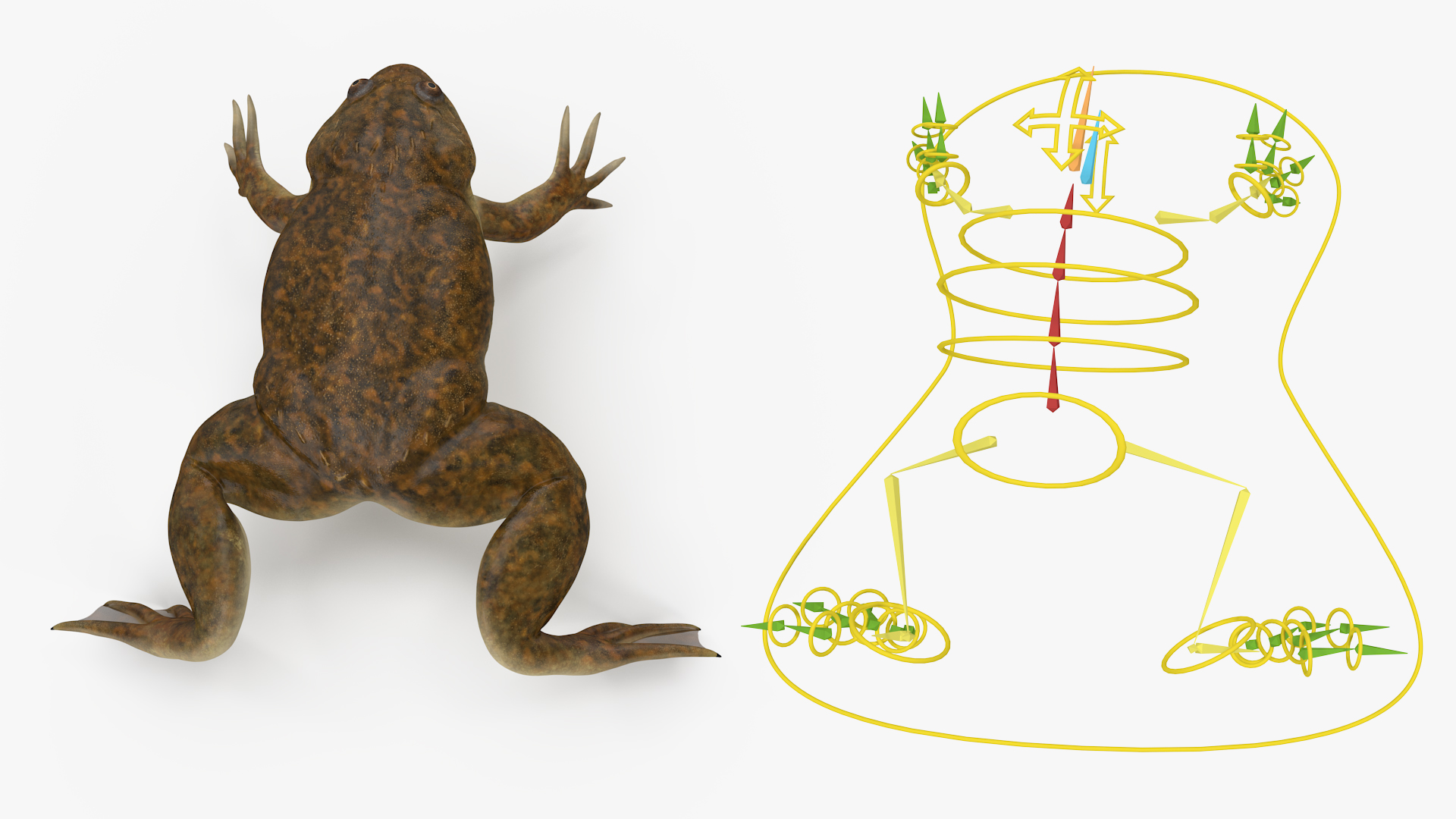 African Claw-toe Frog Rigged for Cinema 4D 3D