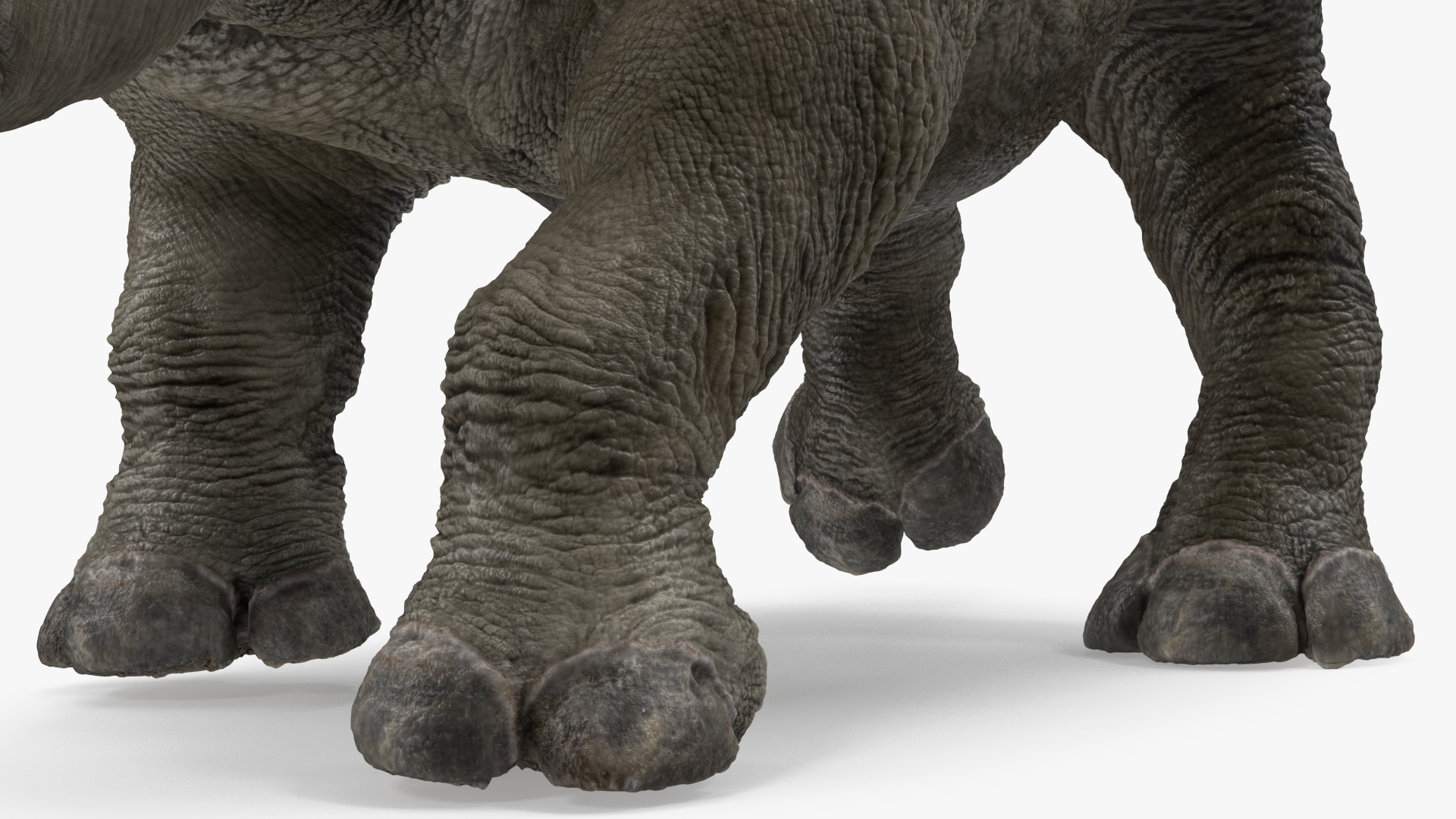 Rhino Baby Walking Pose Fur 3D
