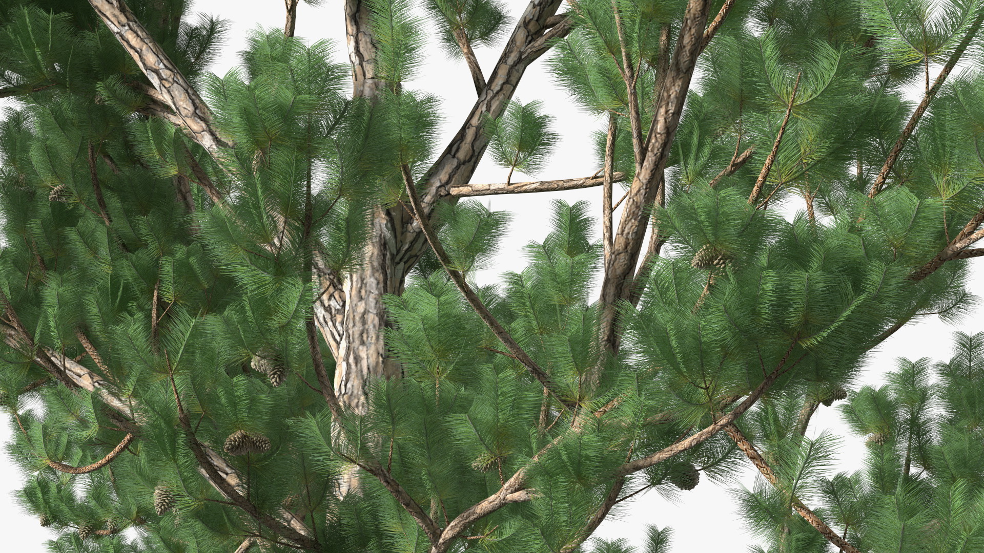 3D Pinus Taeda Tree