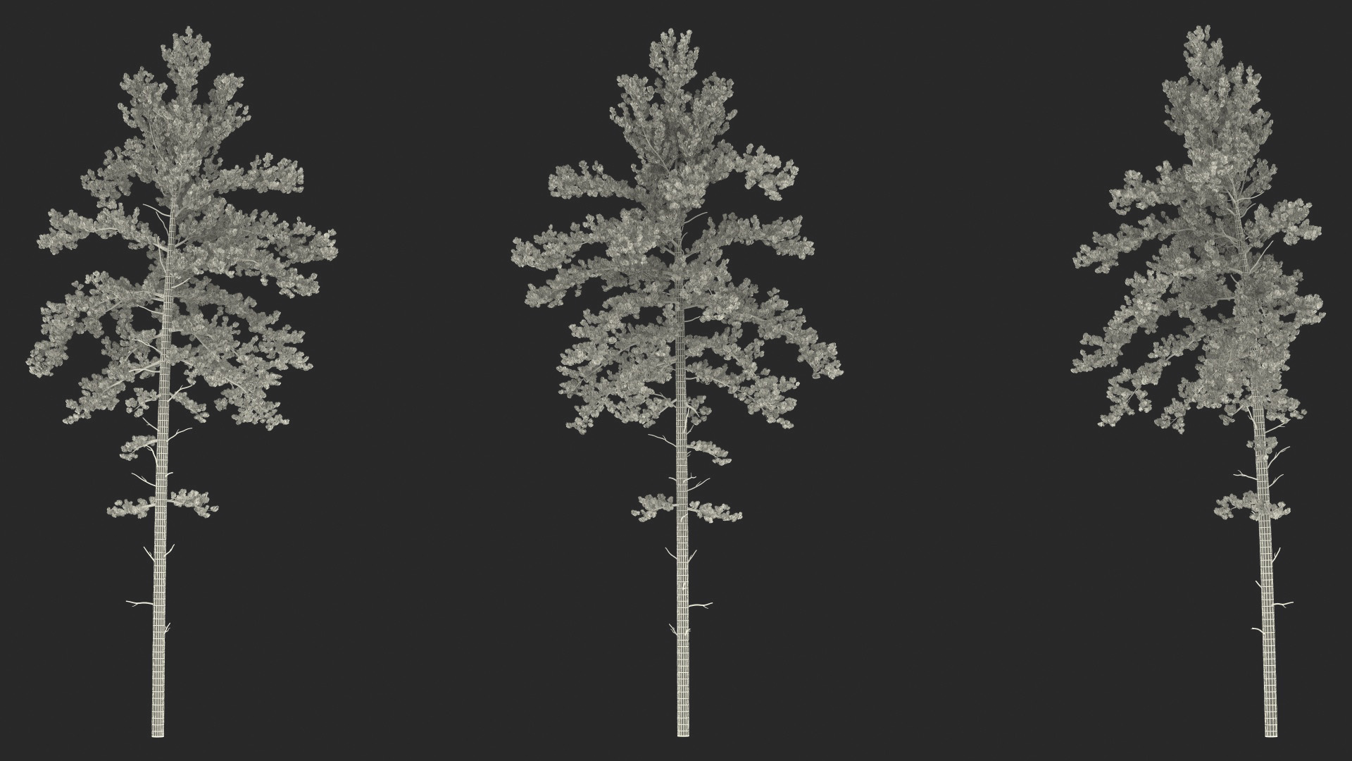 3D Pinus Taeda Tree
