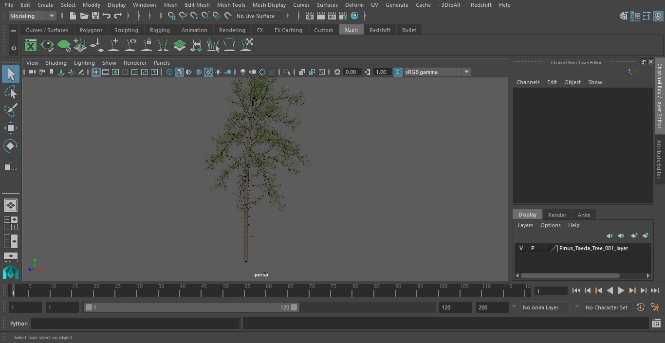 3D Pinus Taeda Tree
