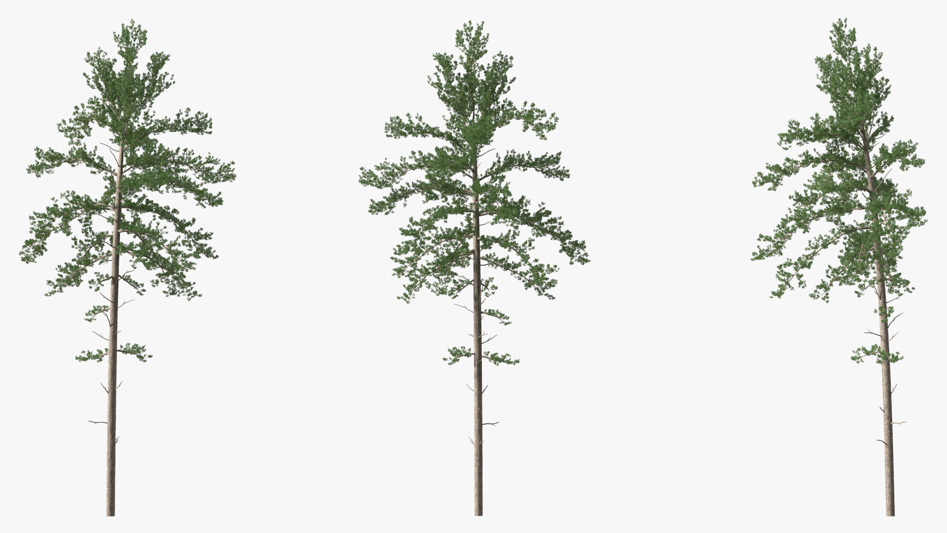 3D Pinus Taeda Tree