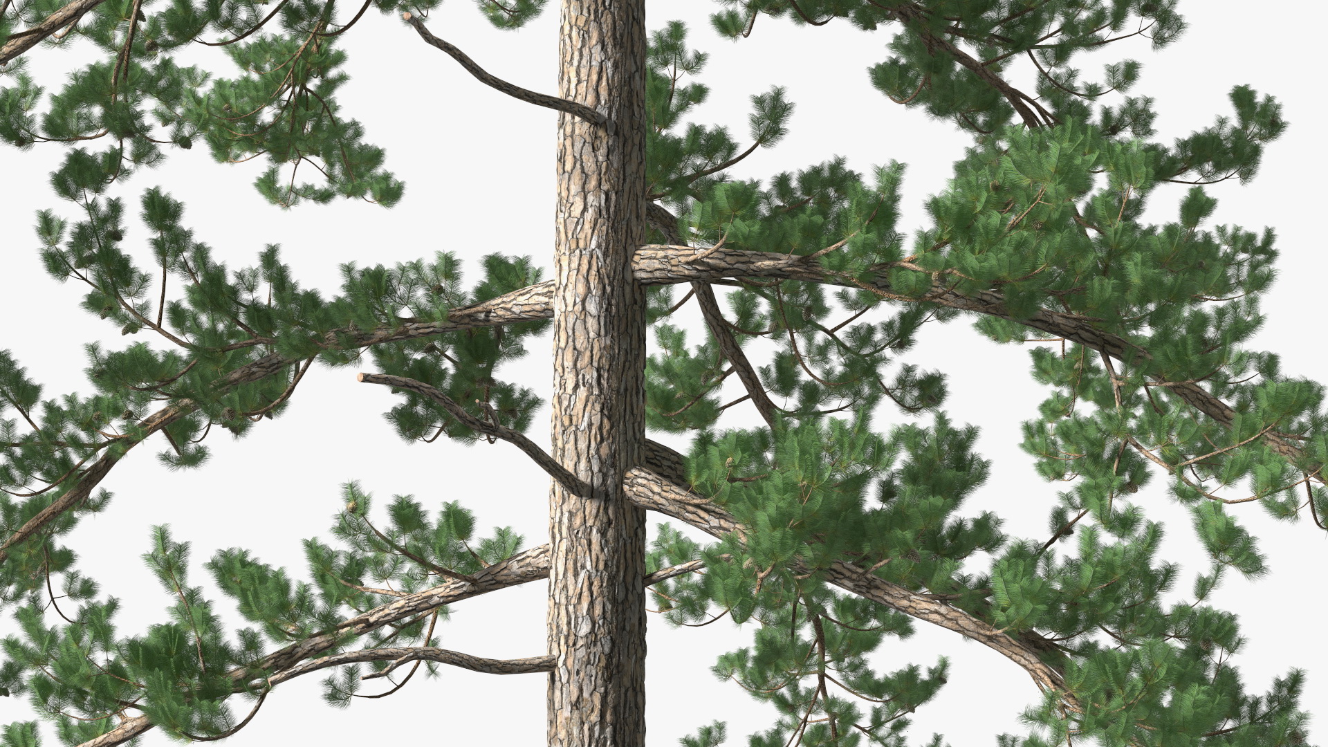 3D Pinus Taeda Tree