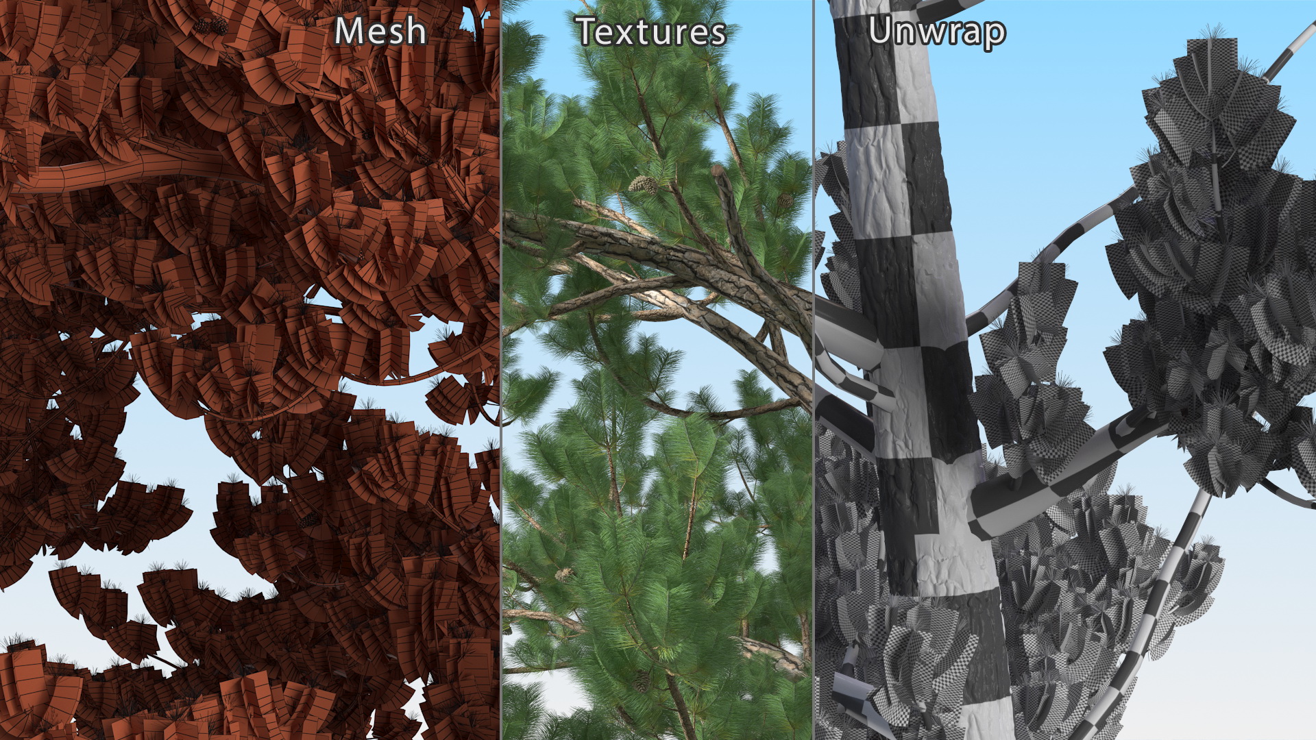 3D Pinus Taeda Tree