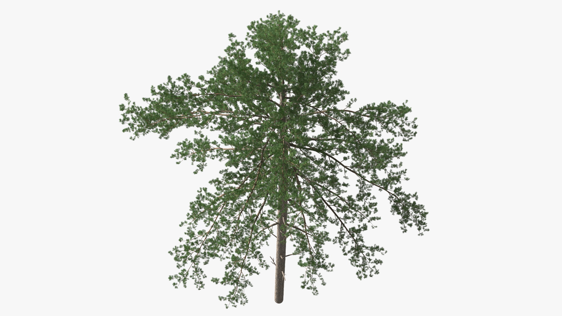 3D Pinus Taeda Tree