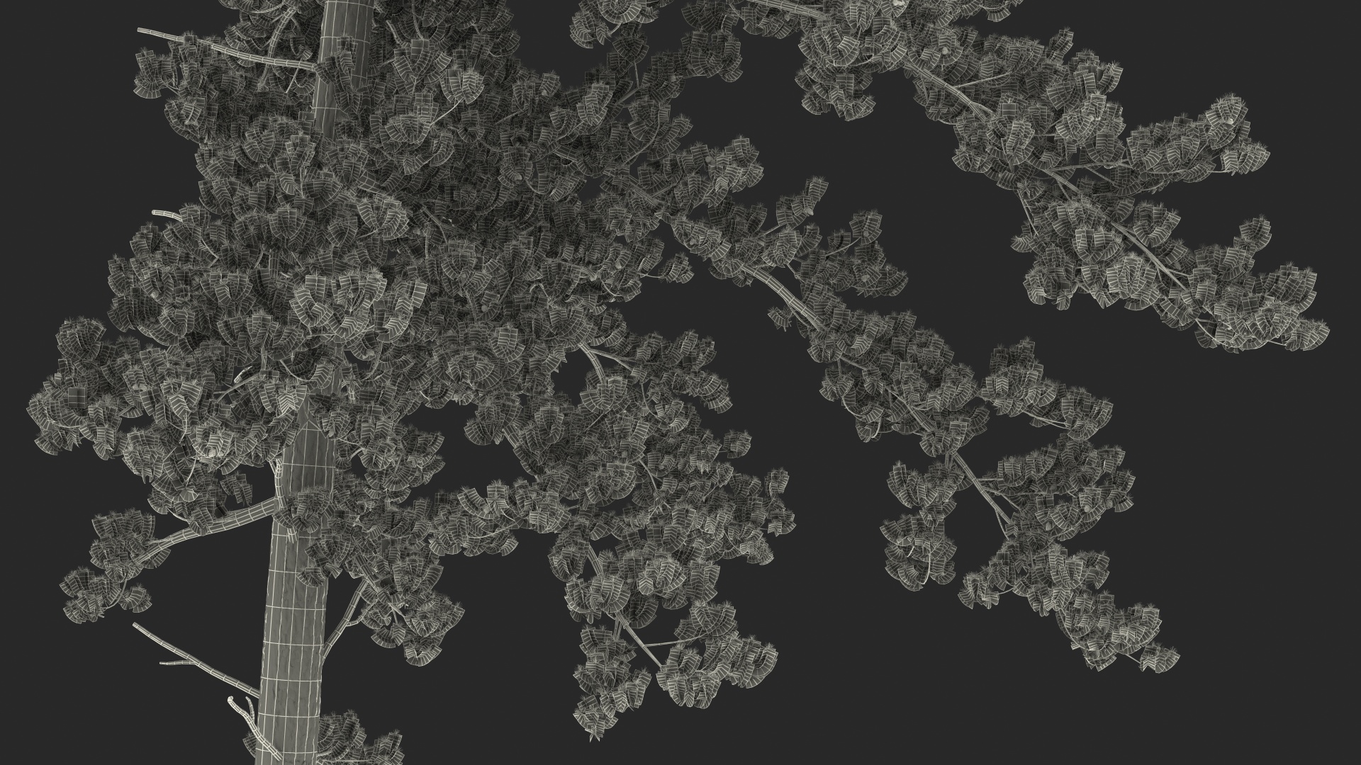 3D Pinus Taeda Tree
