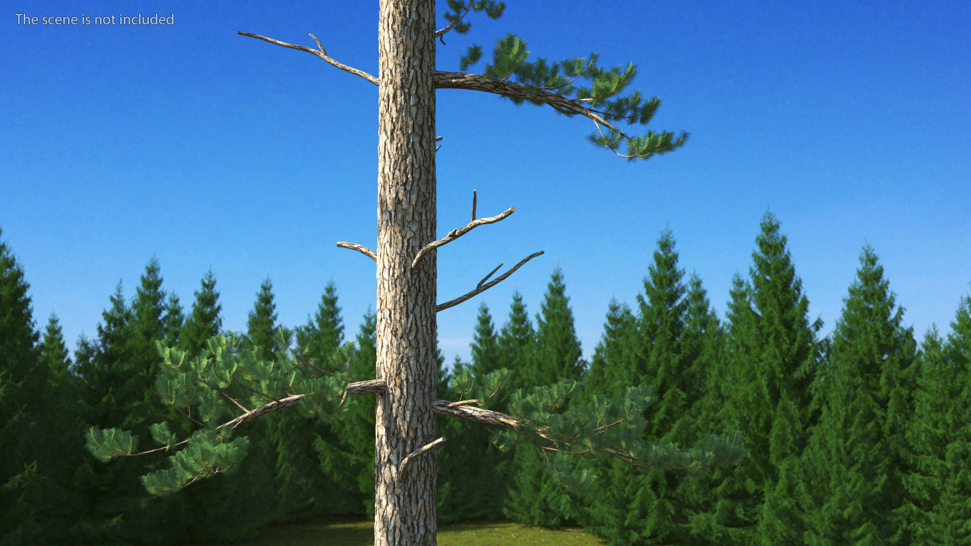 3D Pinus Taeda Tree