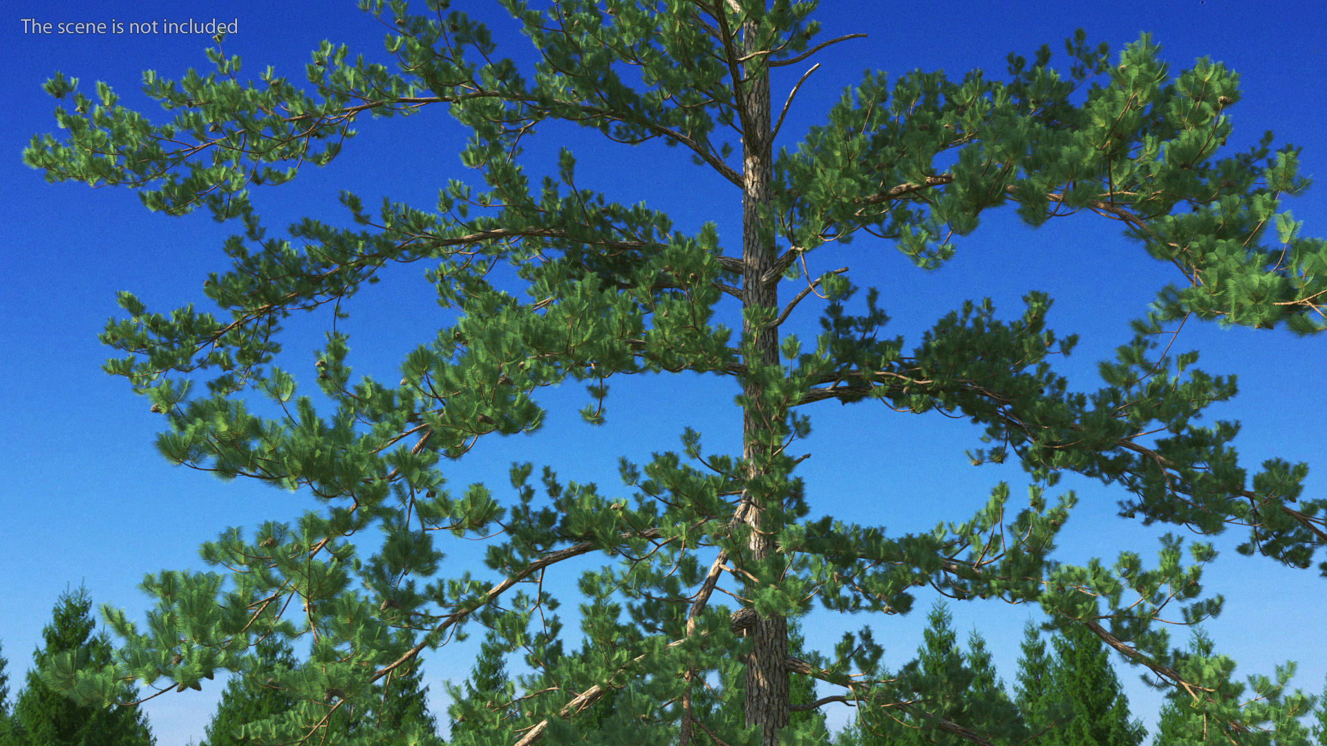 3D Pinus Taeda Tree