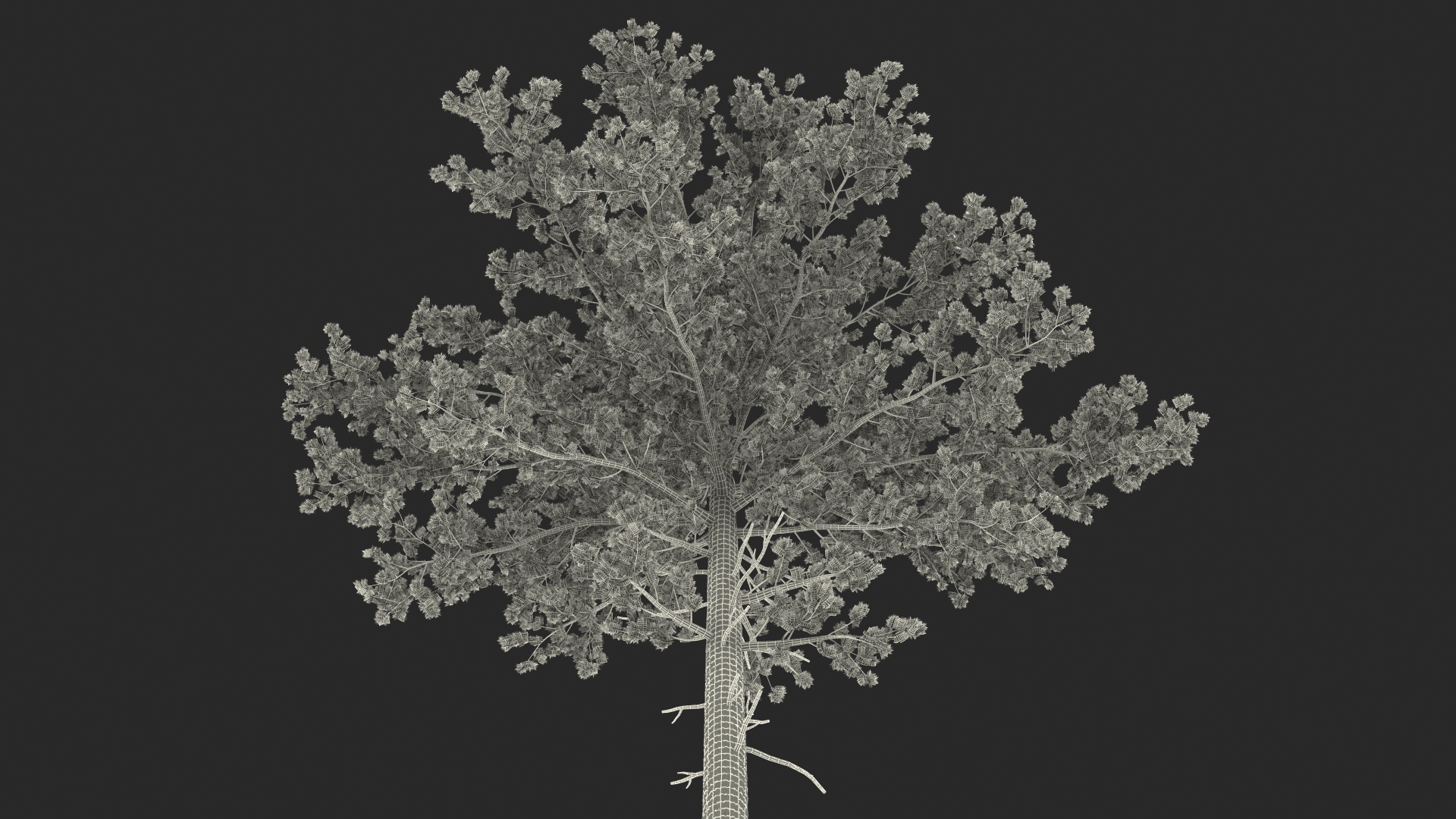 3D Pinus Taeda Tree