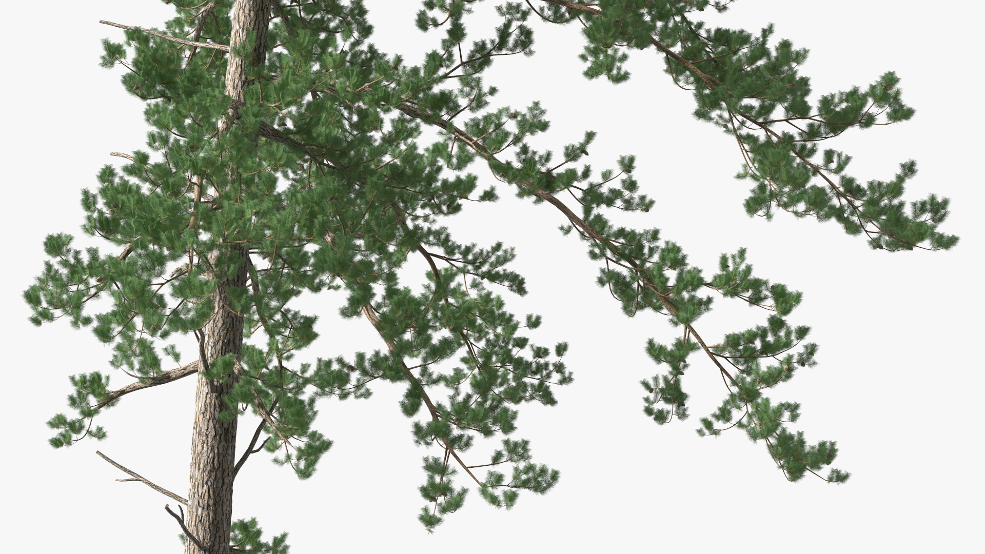 3D Pinus Taeda Tree
