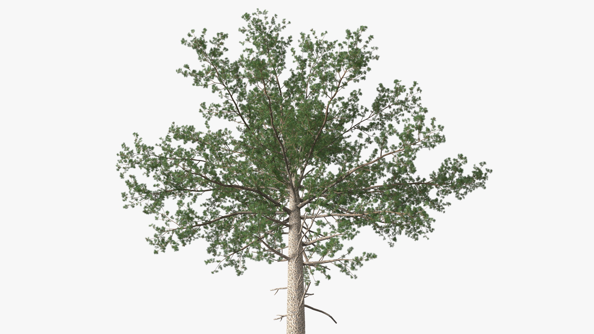 3D Pinus Taeda Tree