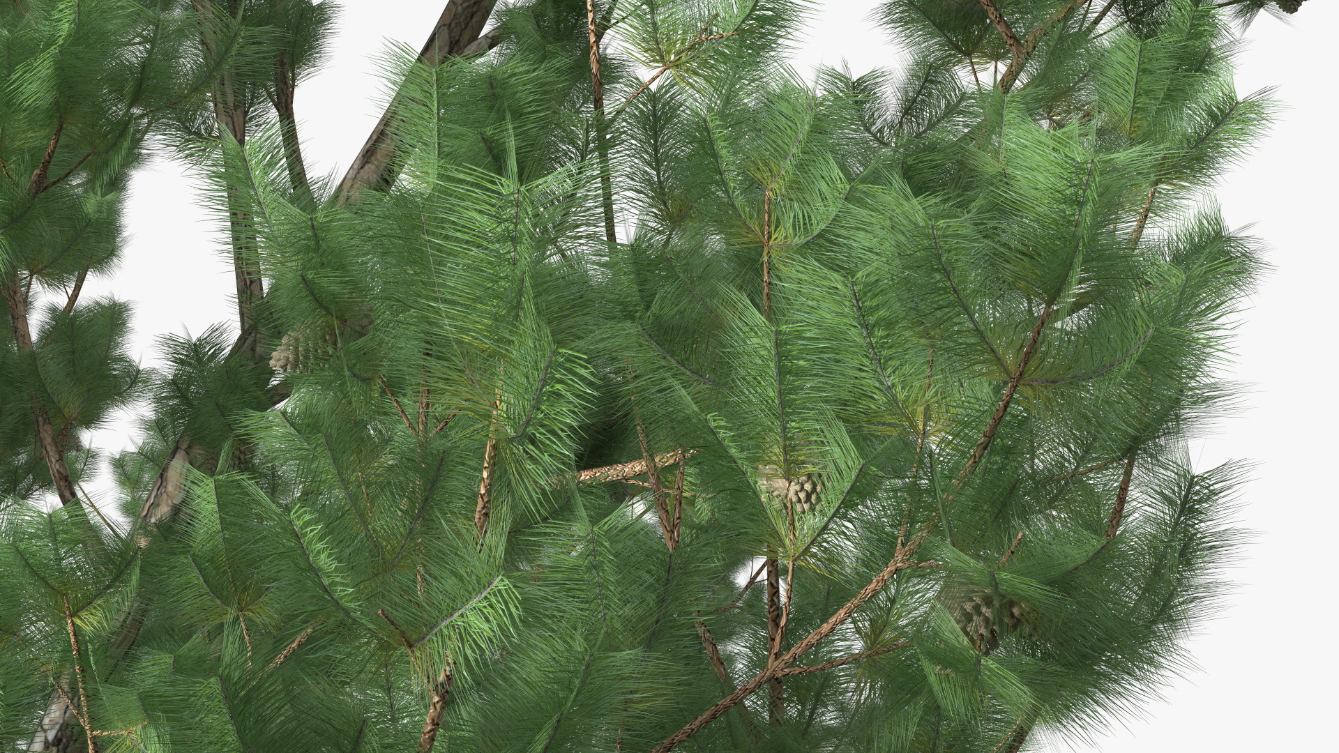 3D Pinus Taeda Tree