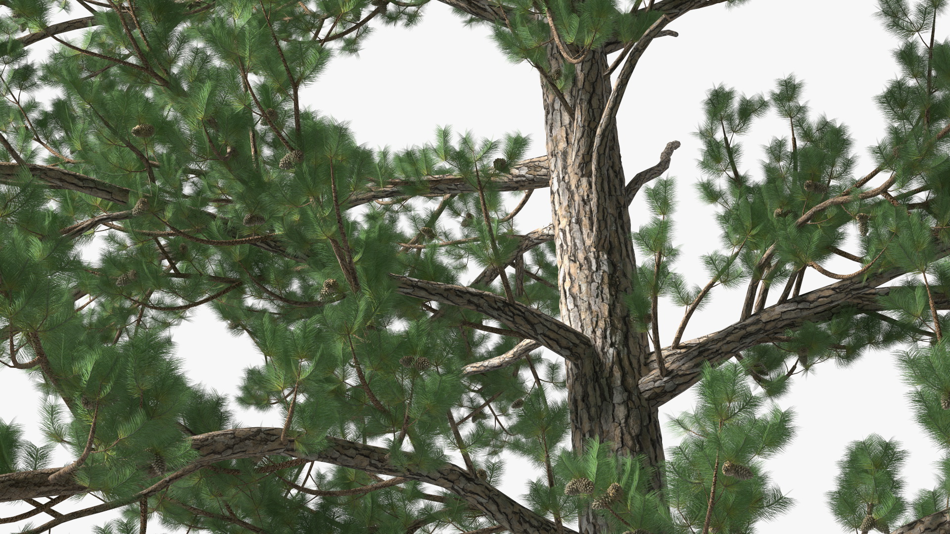 3D Pinus Taeda Tree