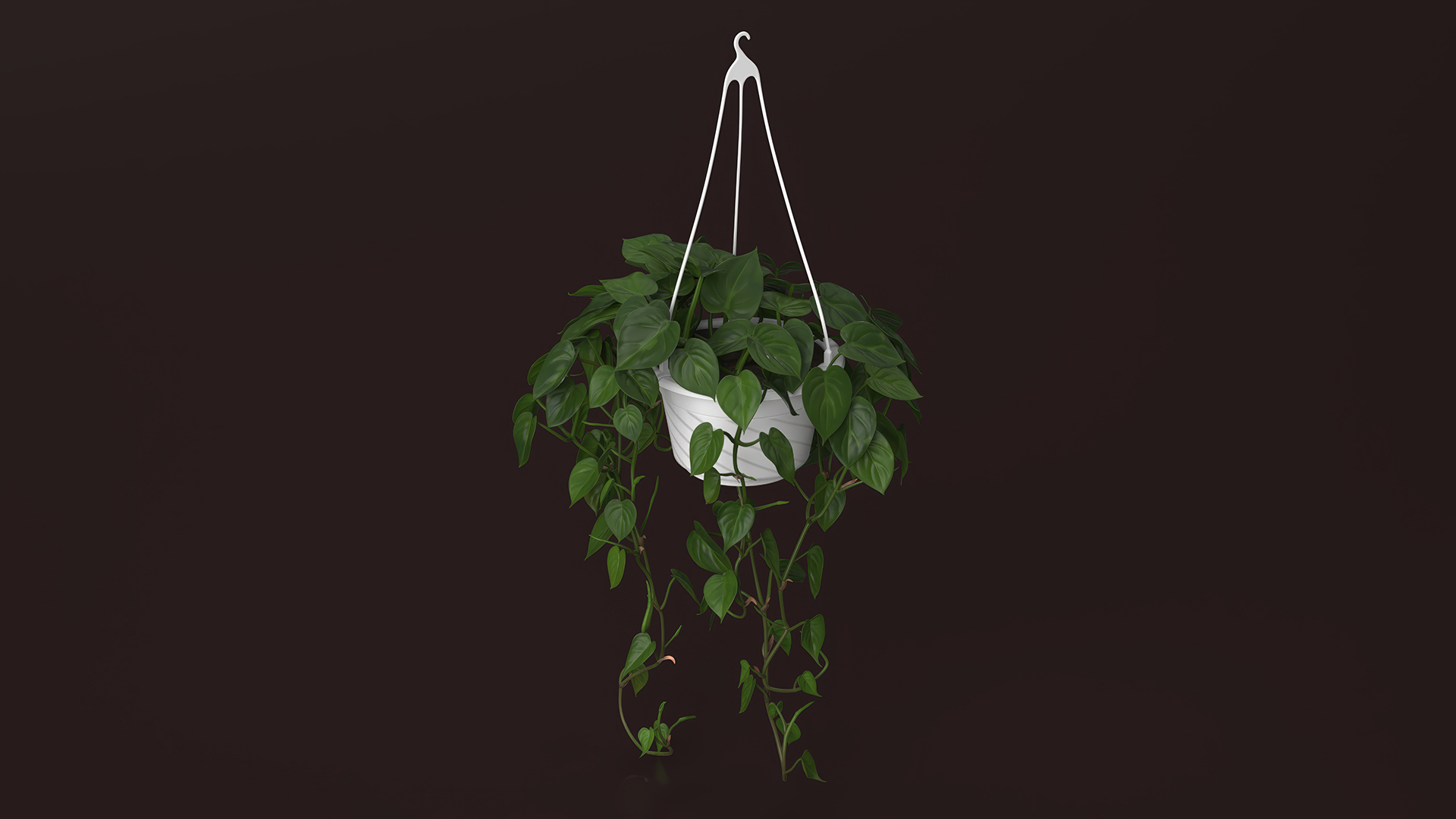 3D model Plant in Hanging Pot