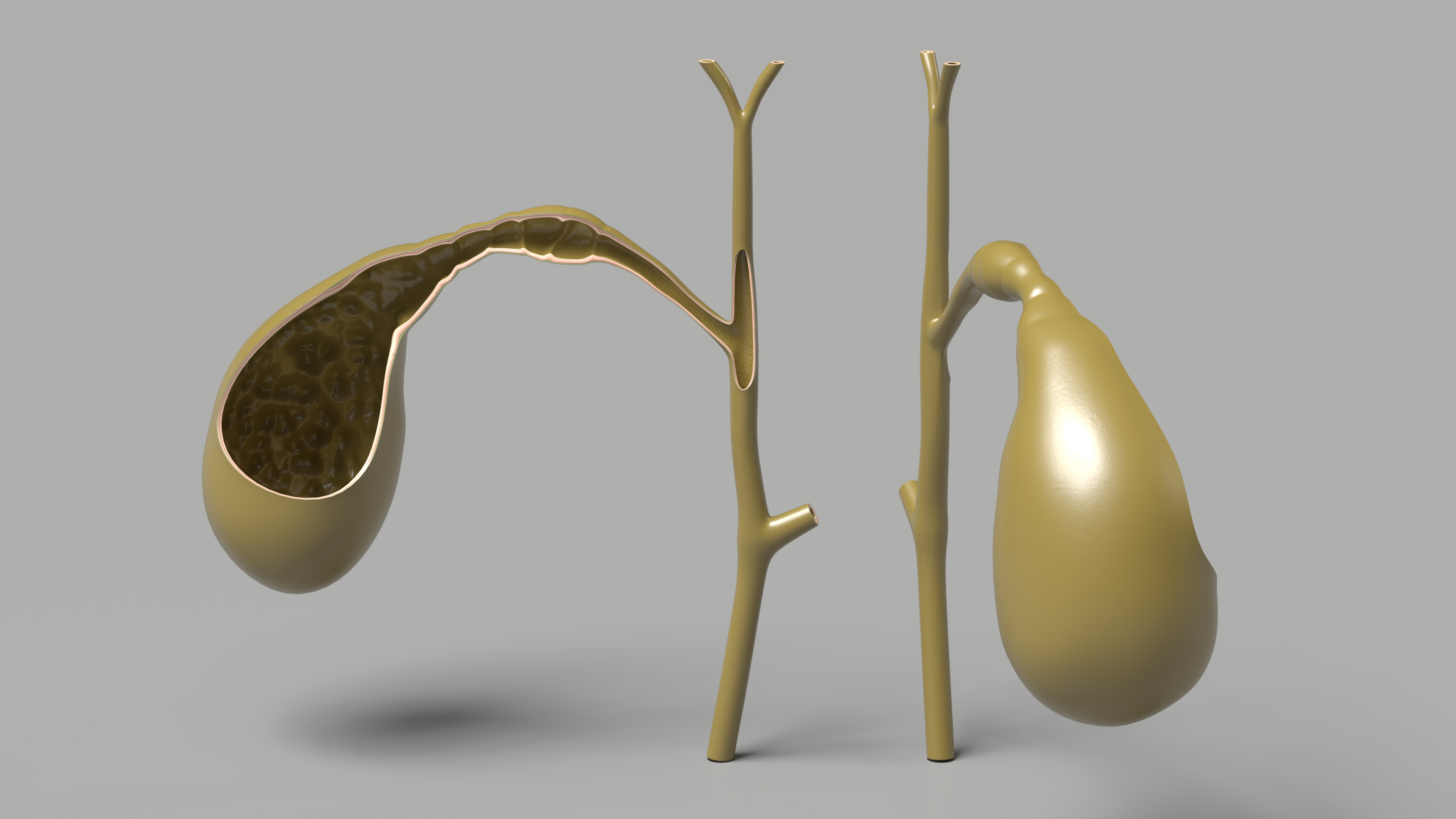 Gall Bladder Cut Plastic 3D model