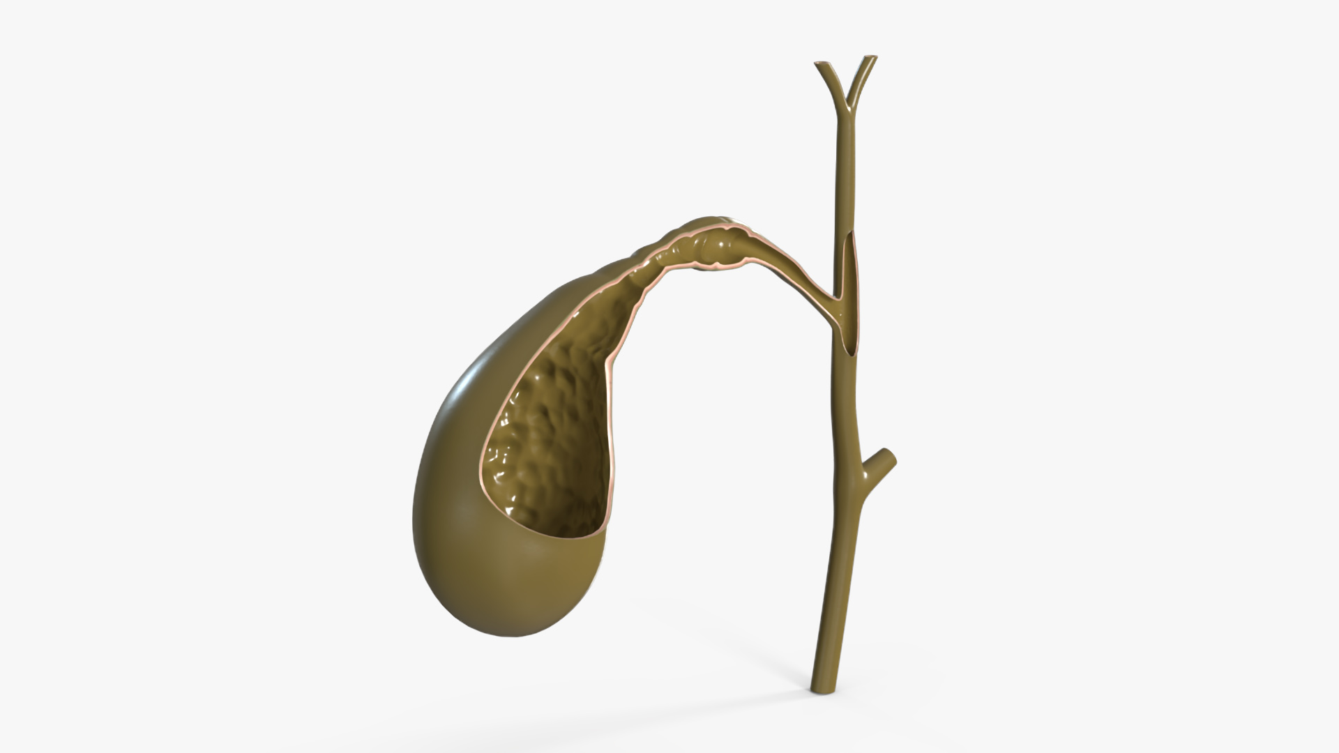 Gall Bladder Cut Plastic 3D model