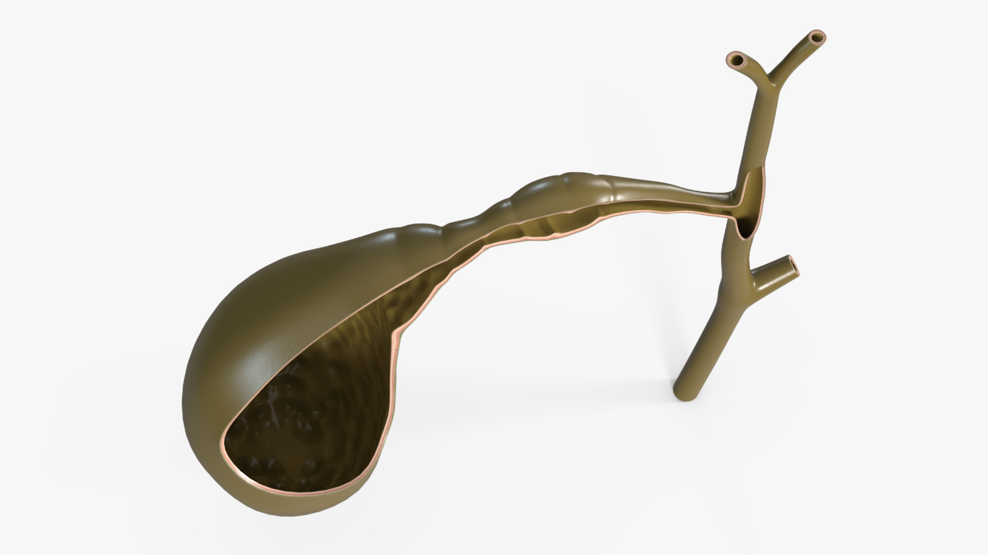 Gall Bladder Cut Plastic 3D model