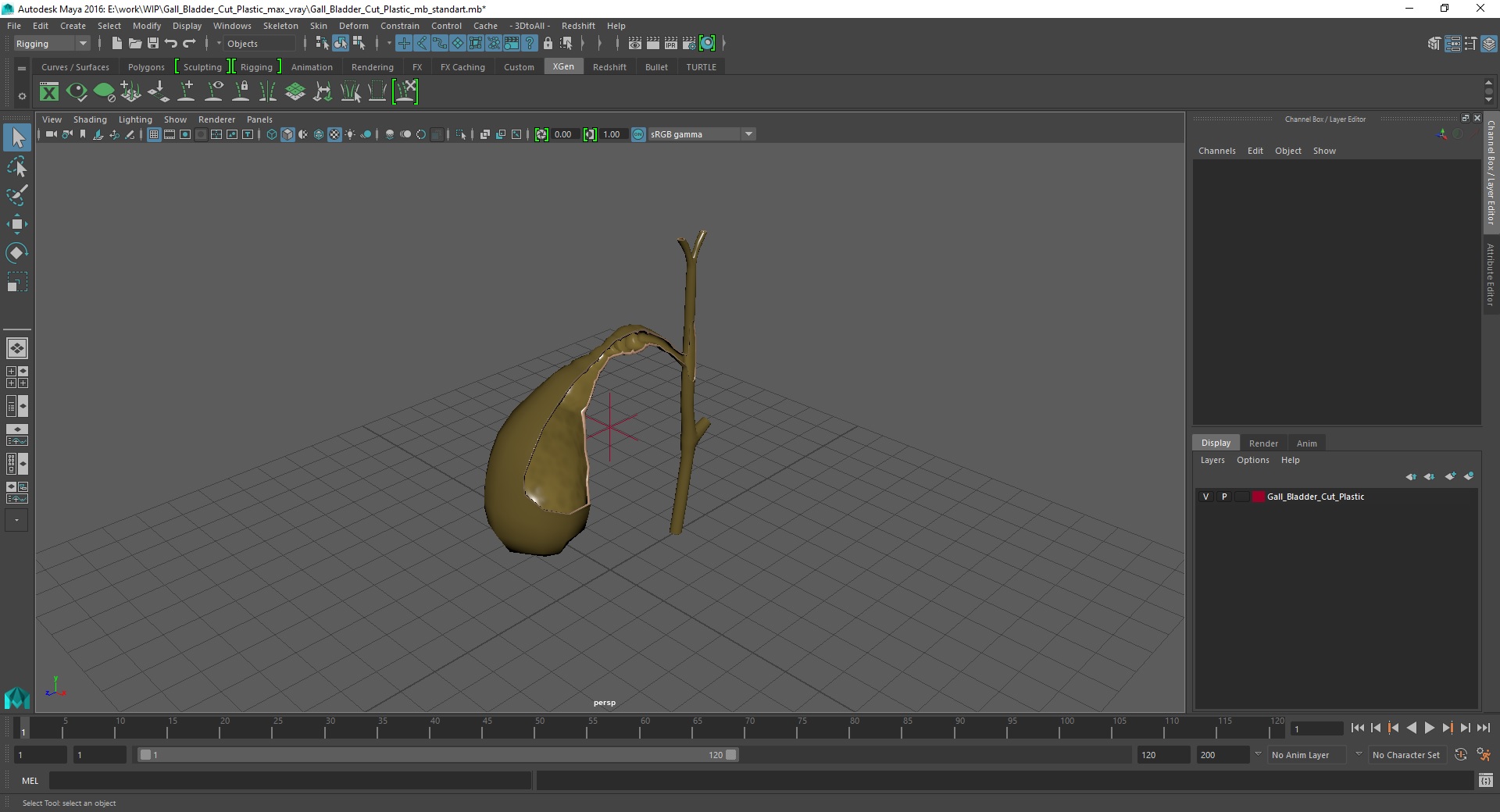 Gall Bladder Cut Plastic 3D model