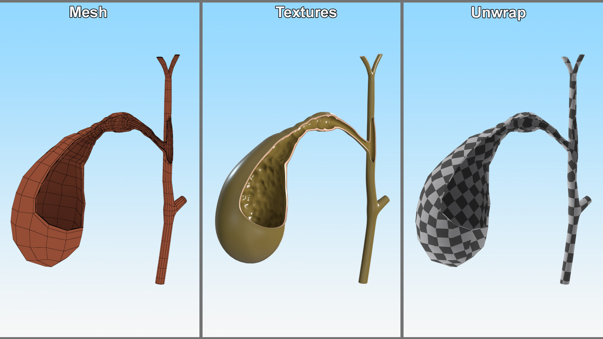 Gall Bladder Cut Plastic 3D model