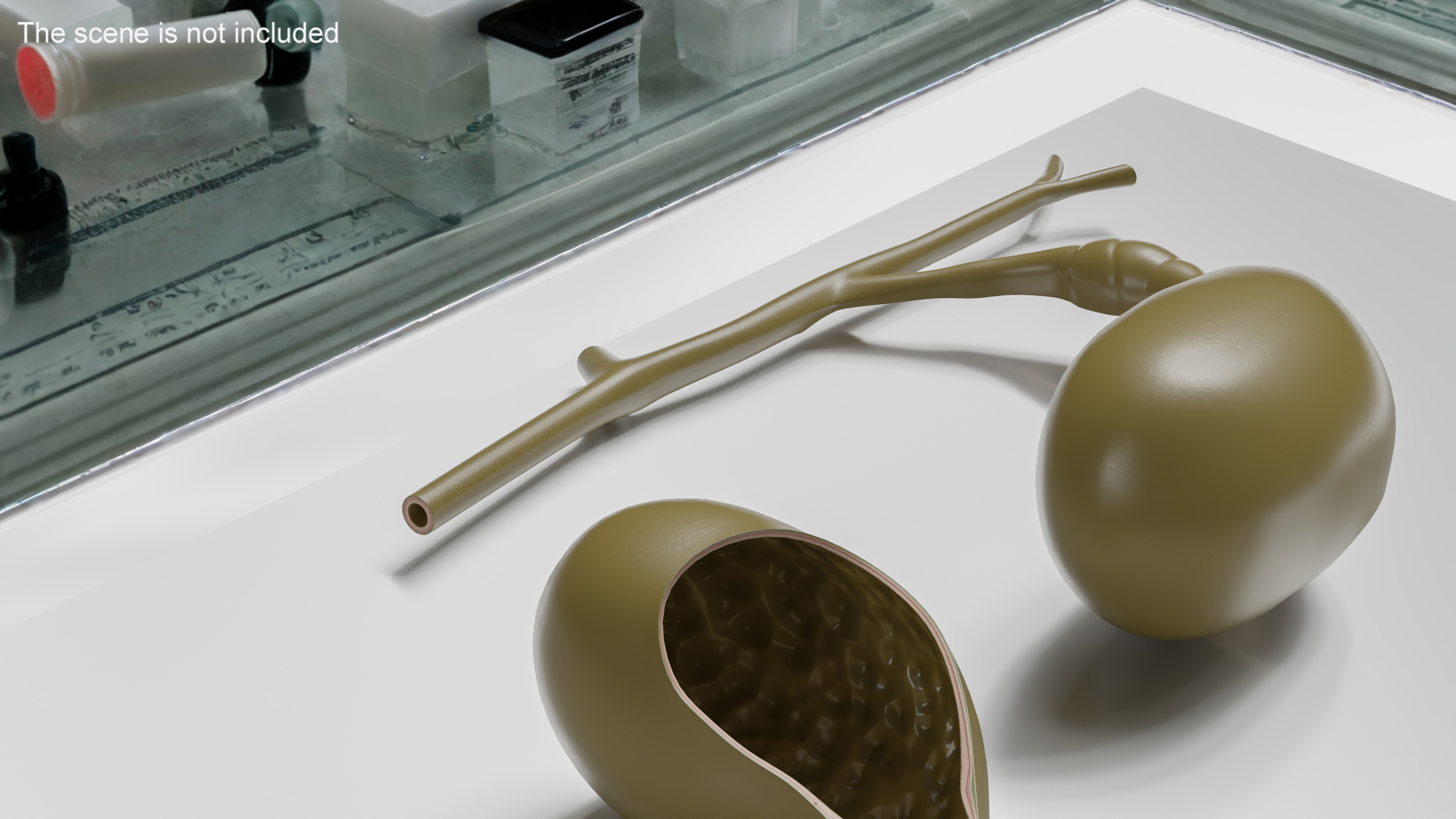 Gall Bladder Cut Plastic 3D model