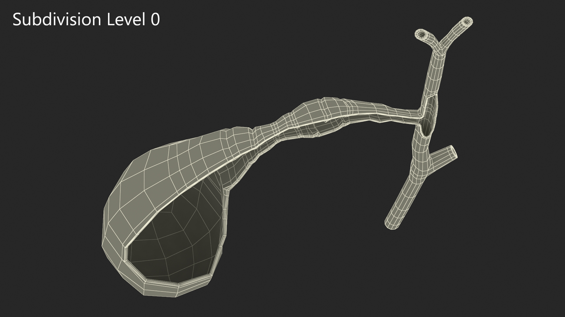 Gall Bladder Cut Plastic 3D model