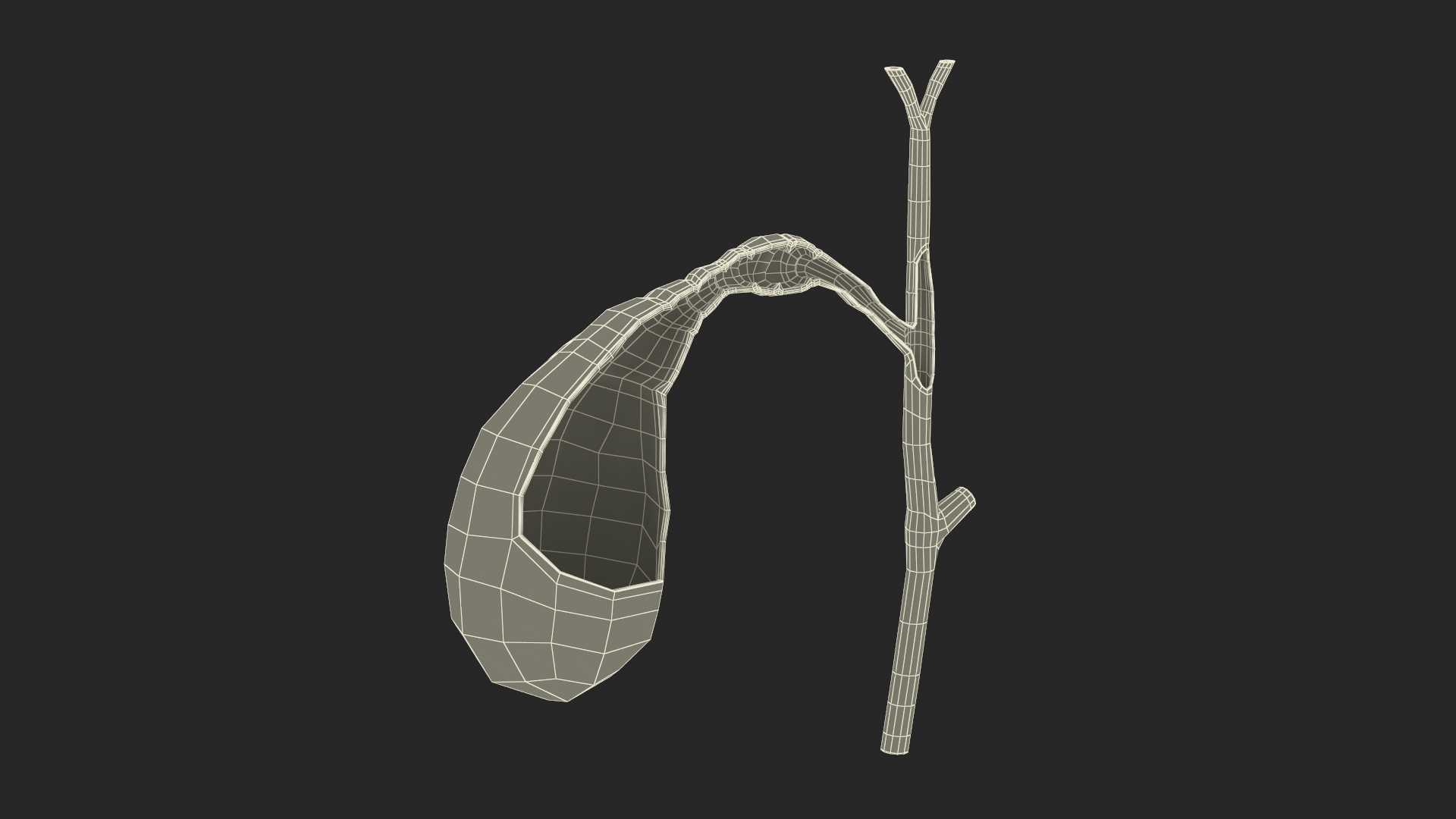 Gall Bladder Cut Plastic 3D model